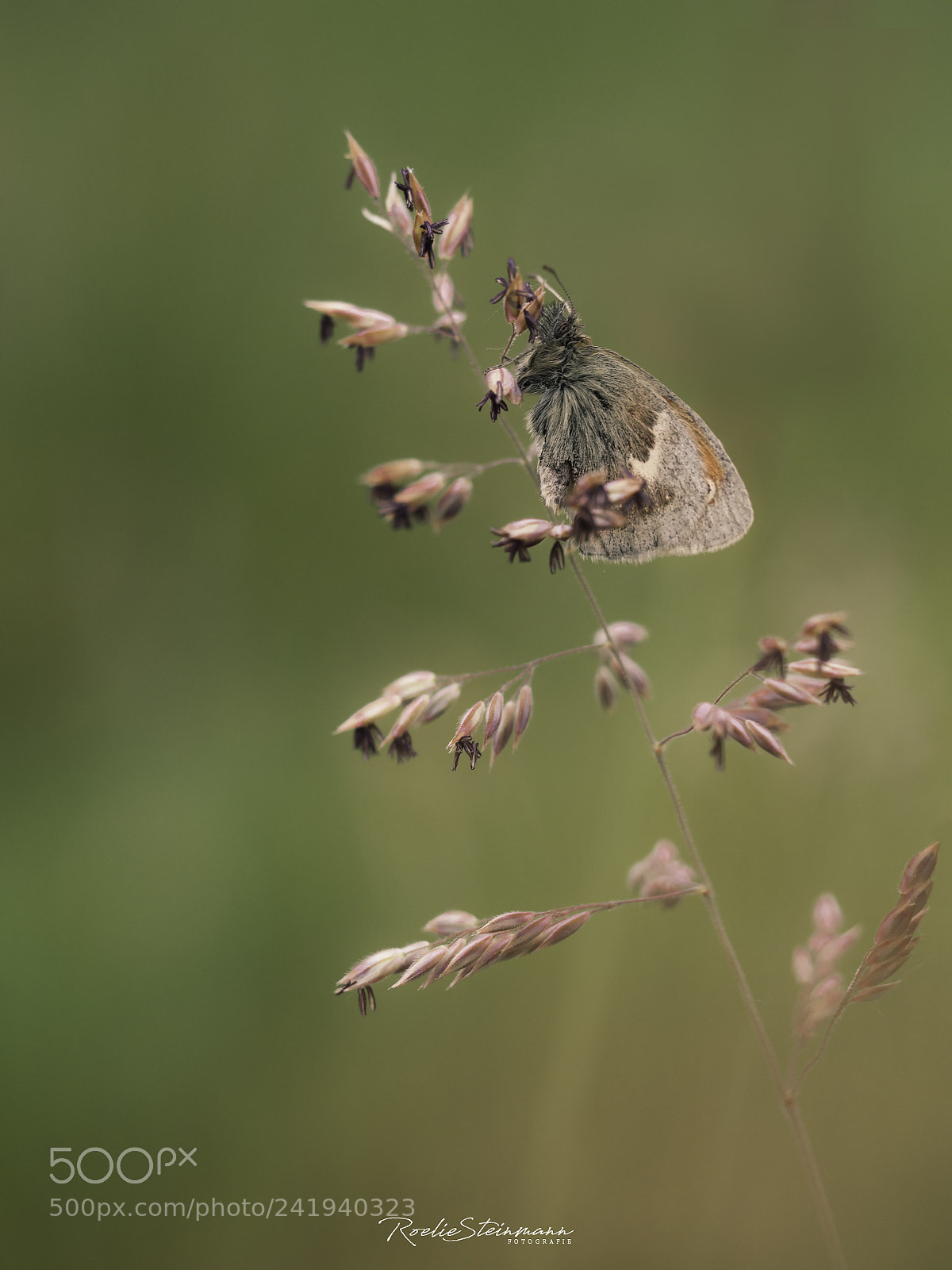 Olympus OM-D E-M10 sample photo. Longing for summer photography