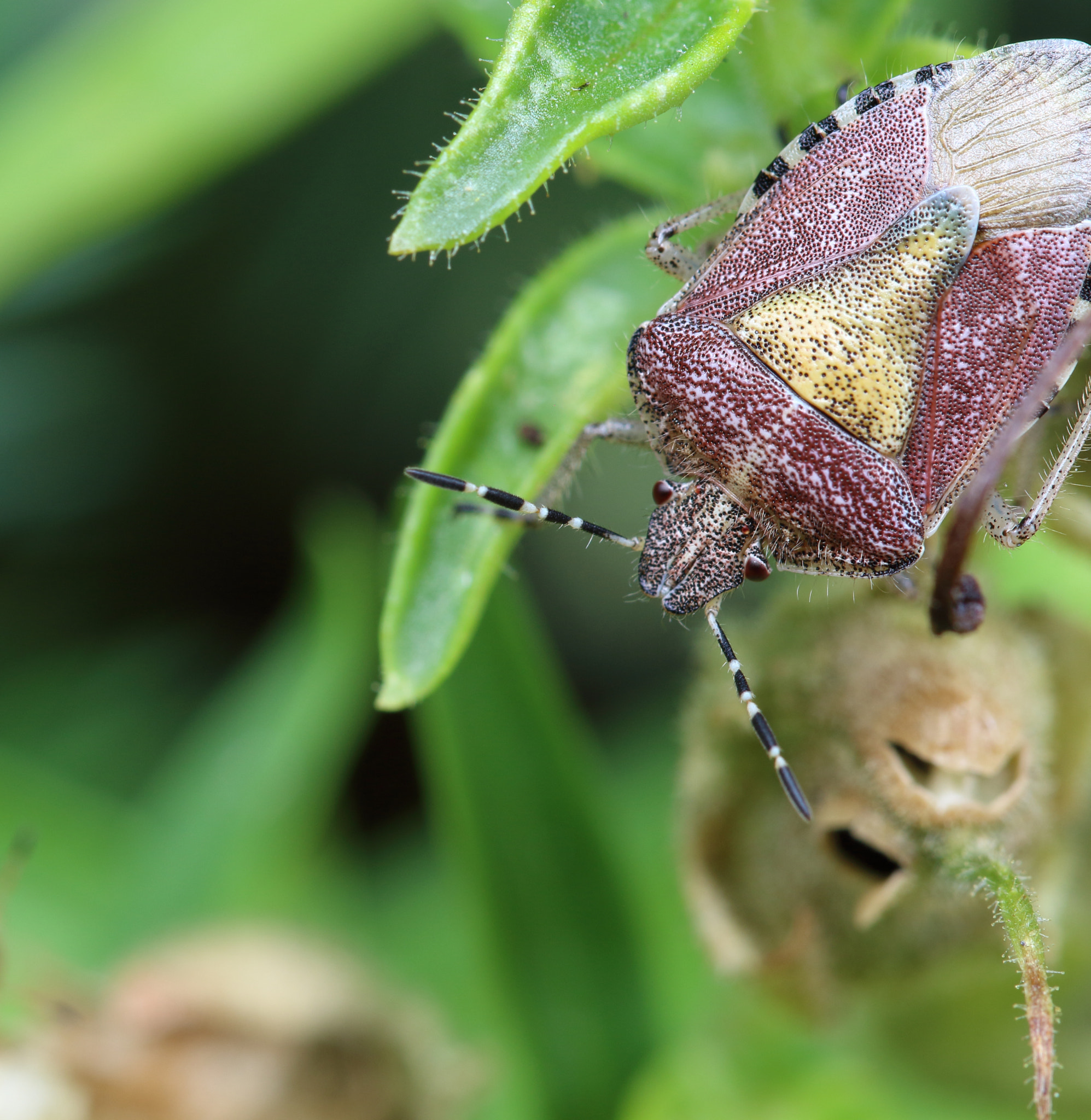 Canon EF 100mm F2.8L Macro IS USM sample photo. All in color photography
