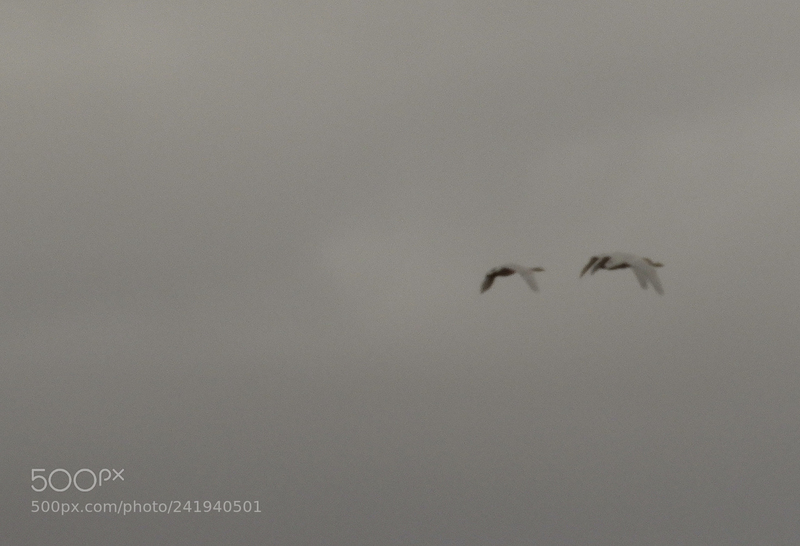 Nikon Coolpix B700 sample photo. Swans and grey sky photography
