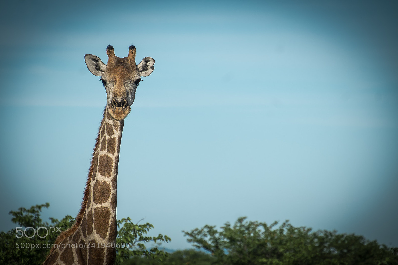 Fujifilm X-E1 sample photo. Etosha's giraffe photography