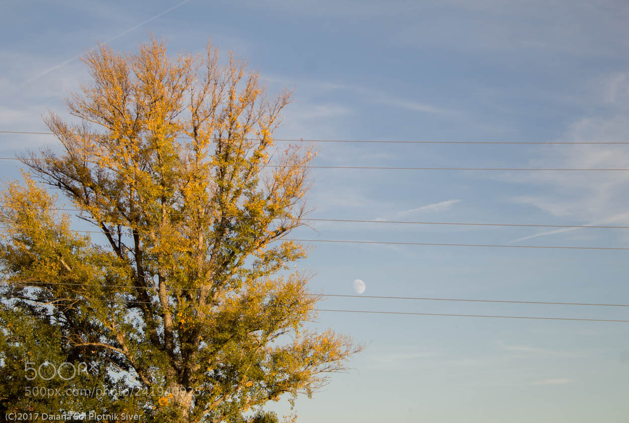 Canon EOS 1200D (EOS Rebel T5 / EOS Kiss X70 / EOS Hi) sample photo. Viento photography