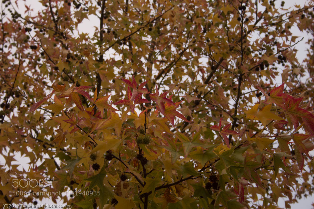 Canon EOS 1200D (EOS Rebel T5 / EOS Kiss X70 / EOS Hi) sample photo. Autumn photography