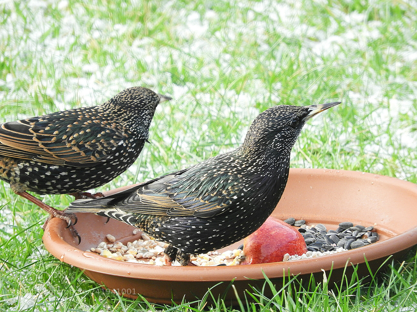 Nikon Coolpix B700 sample photo. Starling with the missing photography