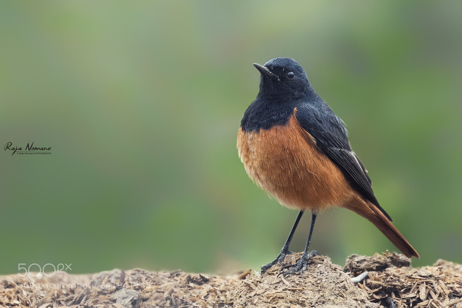 Nikon D500 sample photo. Black redstart (male) photography