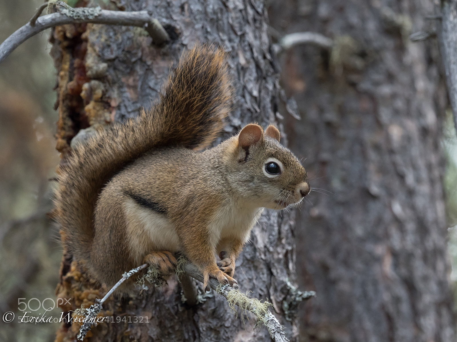 Olympus OM-D E-M1 Mark II sample photo. Eichhörnchen! photography