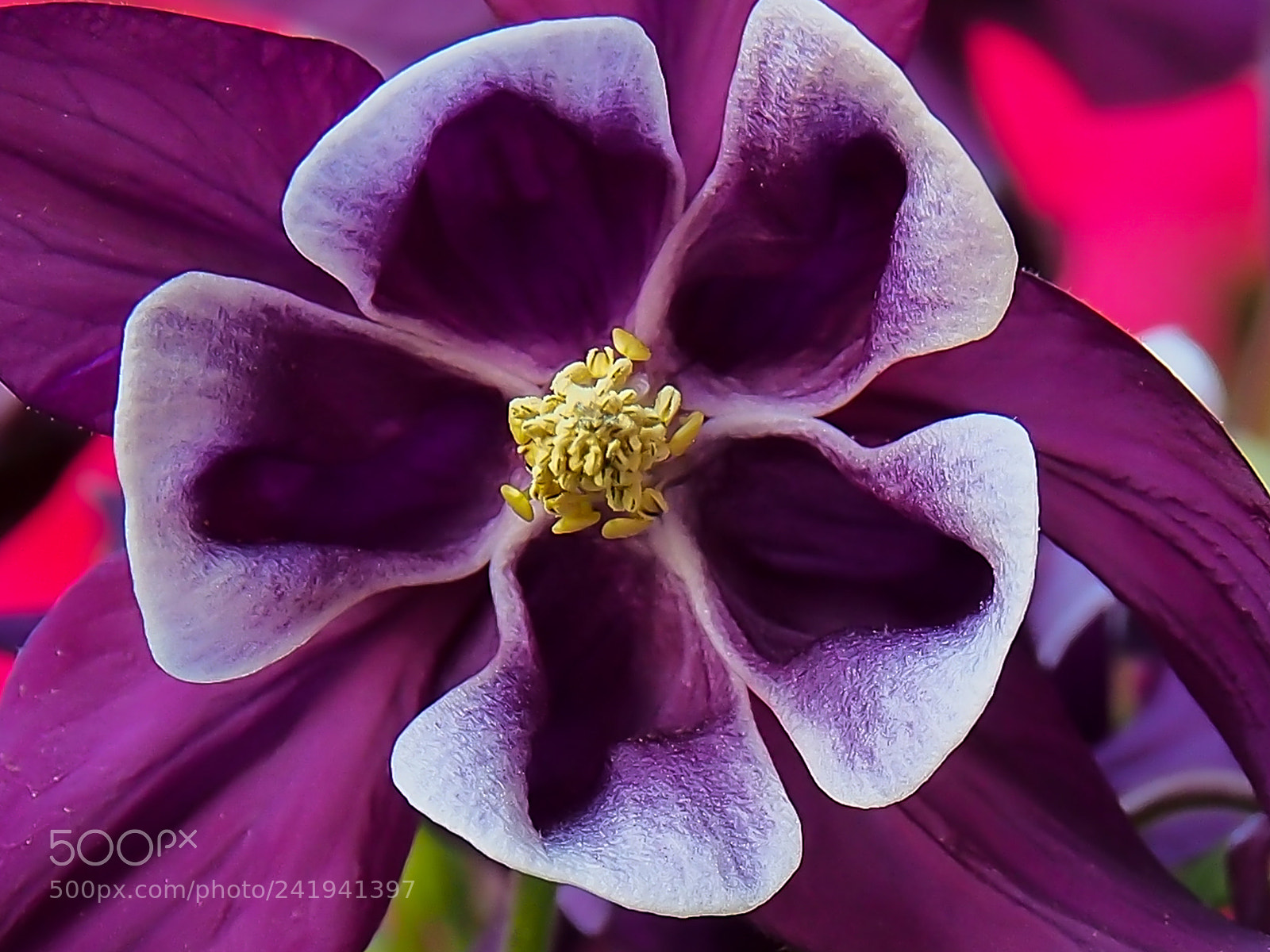 Olympus OM-D E-M5 sample photo. Purple columbine photography