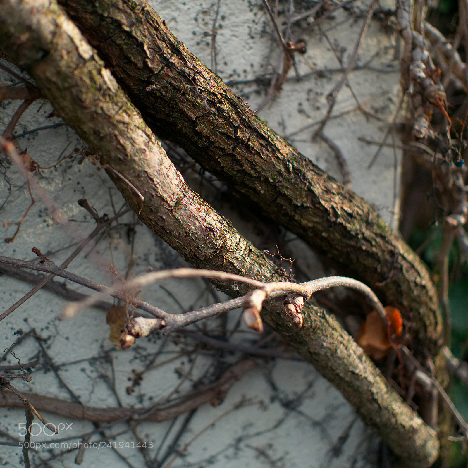 Panasonic Lumix DMC-GX85 (Lumix DMC-GX80 / Lumix DMC-GX7 Mark II) sample photo. Jungle photography