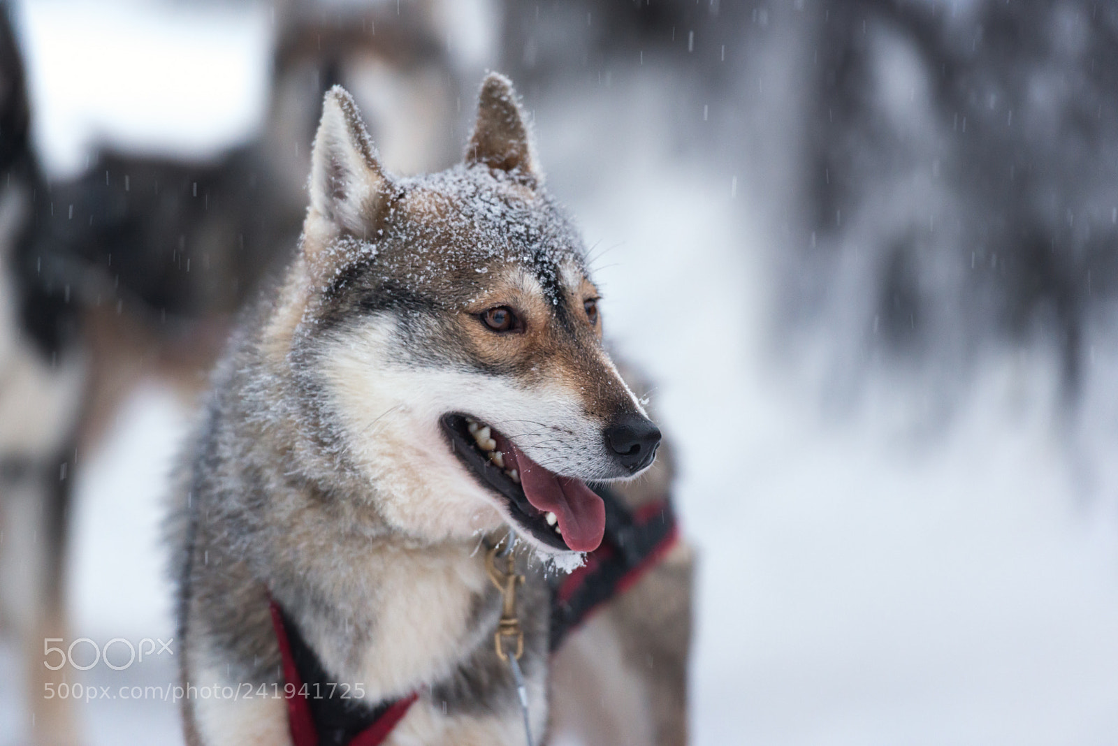 Nikon D800 sample photo. Husky portrait photography