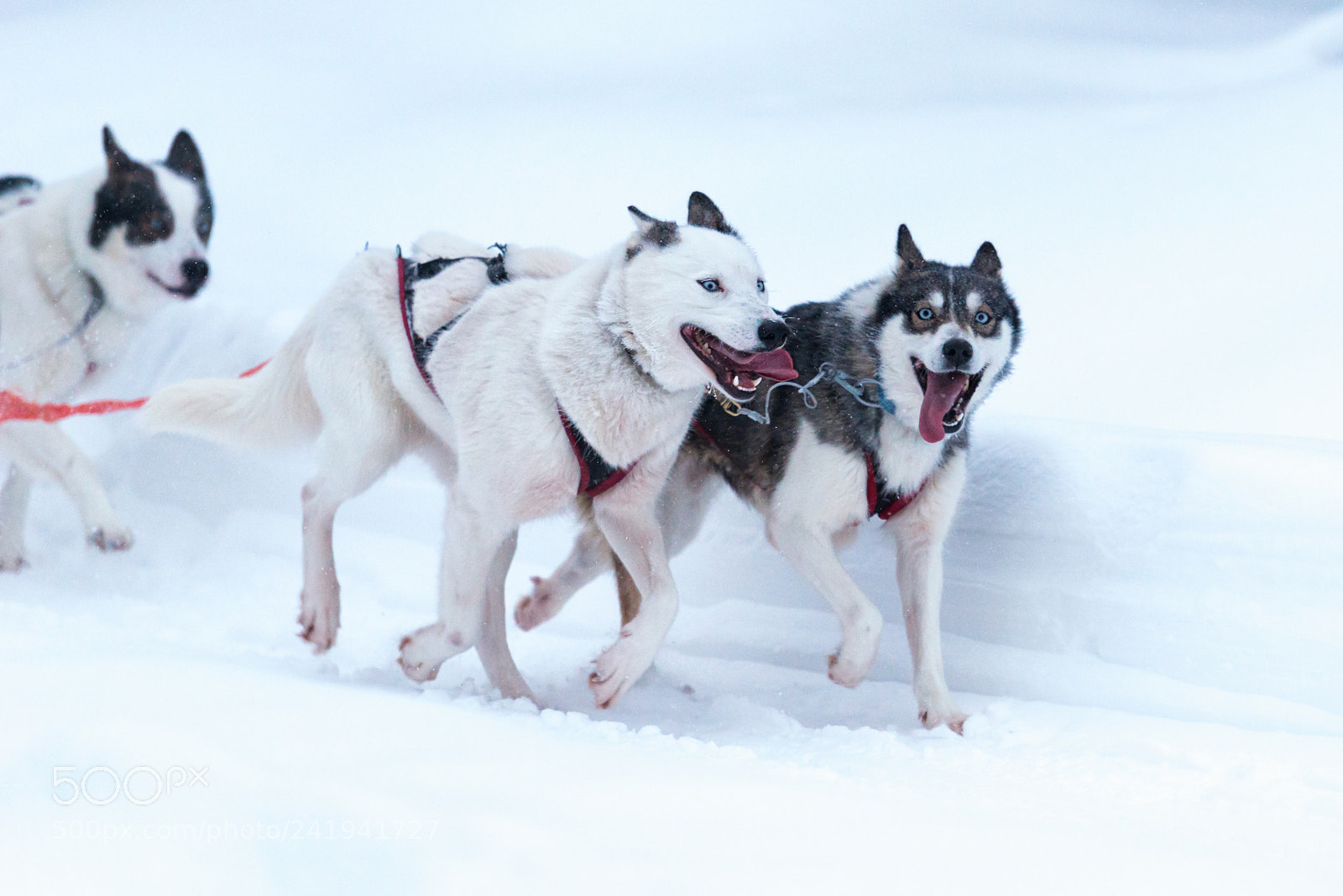 Nikon D800 sample photo. Pulling a sleigh photography
