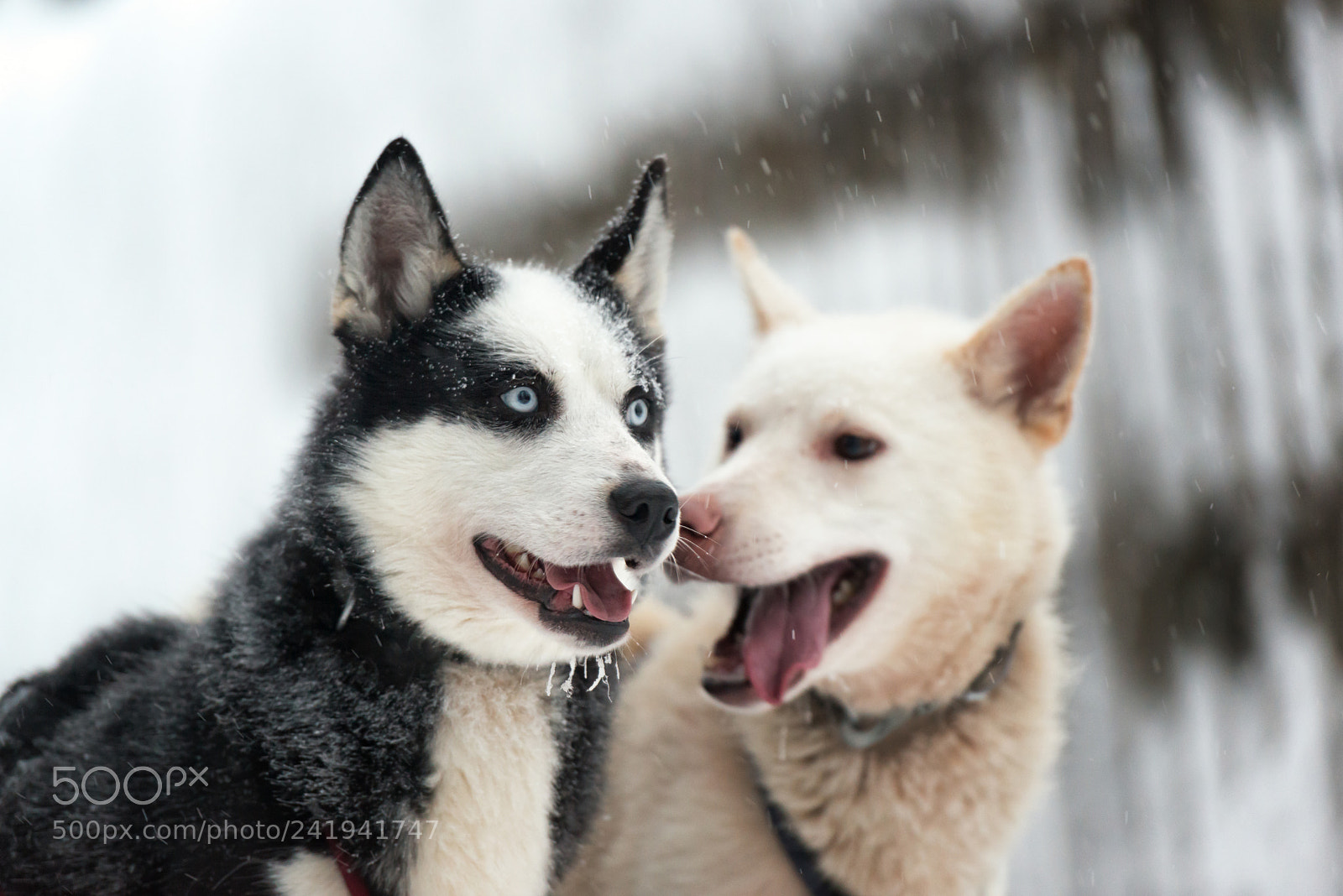 Nikon D800 sample photo. Huskys photography
