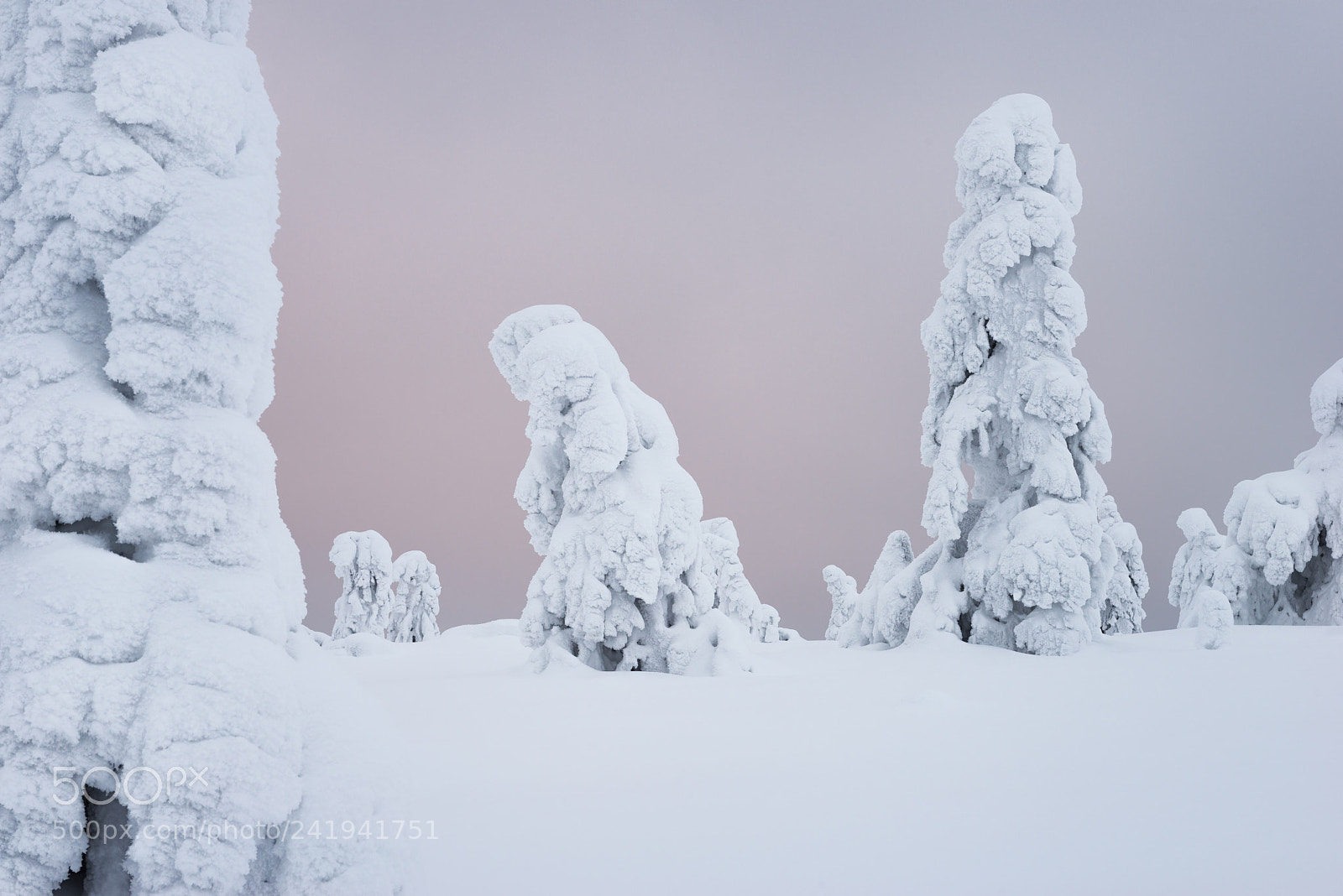 Nikon D800 sample photo. Frozen trees photography