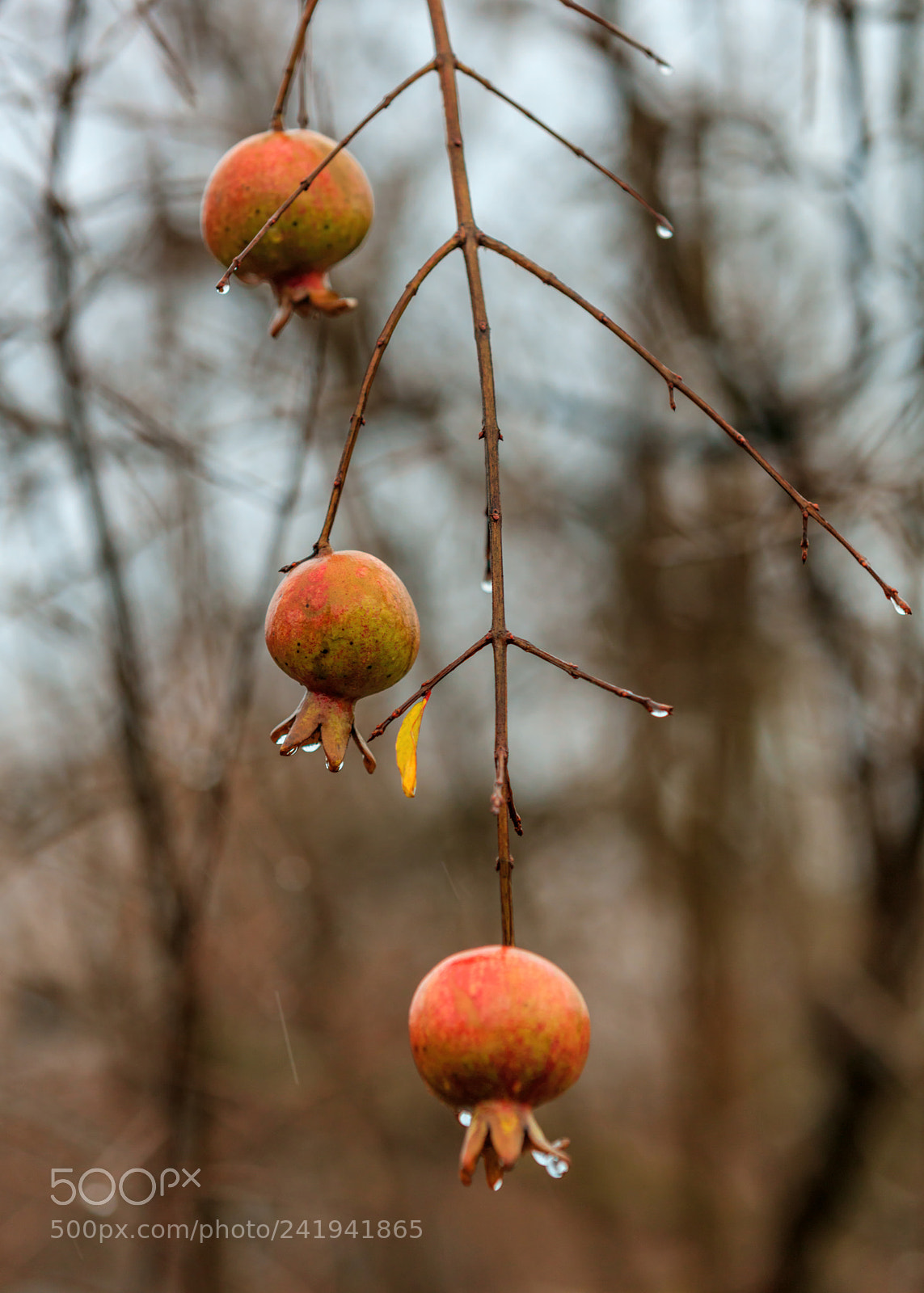 Canon EOS 5DS sample photo. Pomegranates in the rain photography