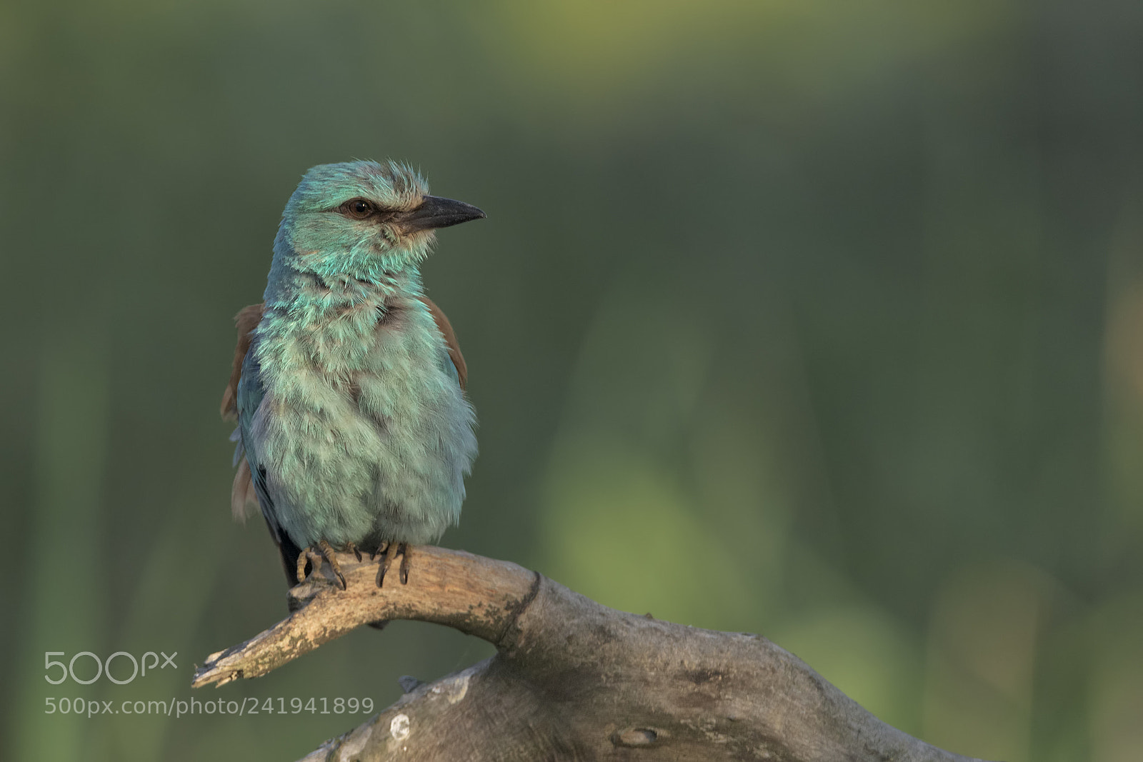 Nikon D810 sample photo. European roller photography