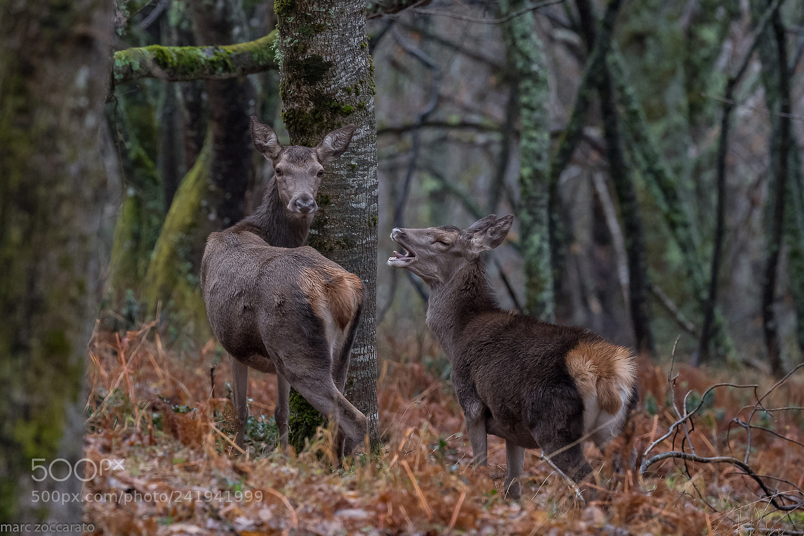Nikon D5 sample photo. Vocalise... biche et faon photography