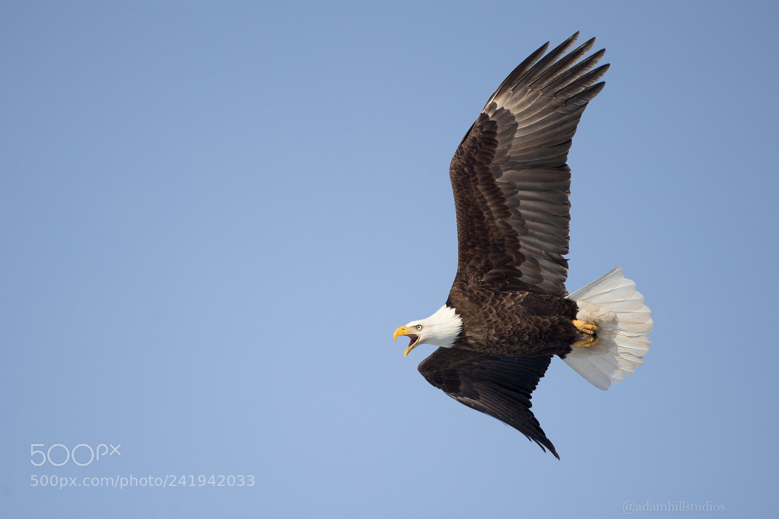 Canon EOS-1D X sample photo. Screaming eagle photography