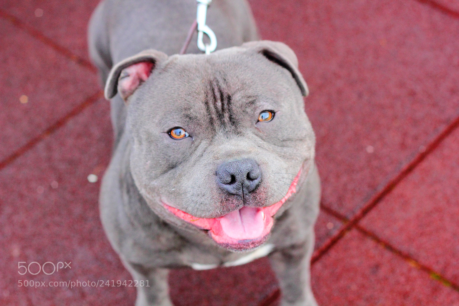 Canon EOS 550D (EOS Rebel T2i / EOS Kiss X4) sample photo. Pet photography