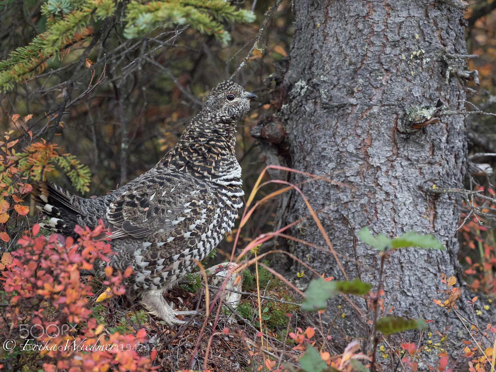 Olympus OM-D E-M1 Mark II sample photo. Birkhun im herbst! photography