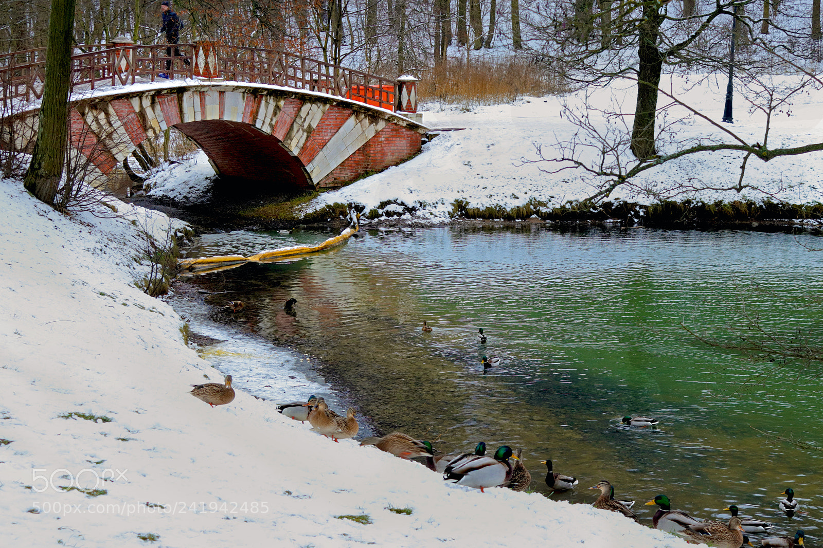 Canon EOS 200D (EOS Rebel SL2 / EOS Kiss X9) sample photo. Park. morning. ducks photography