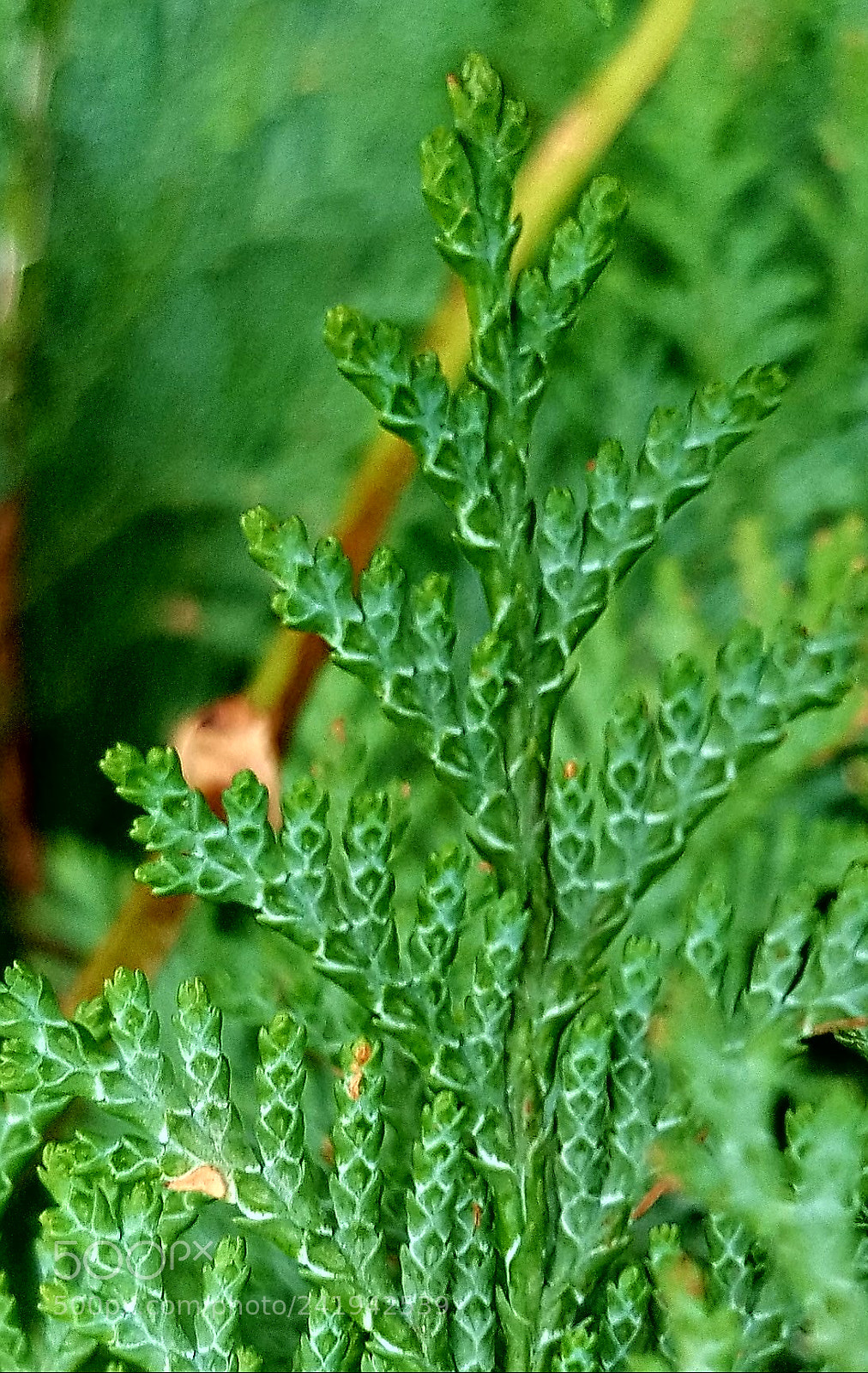 Samsung Galaxy S7 Edge sample photo. Thuja photography