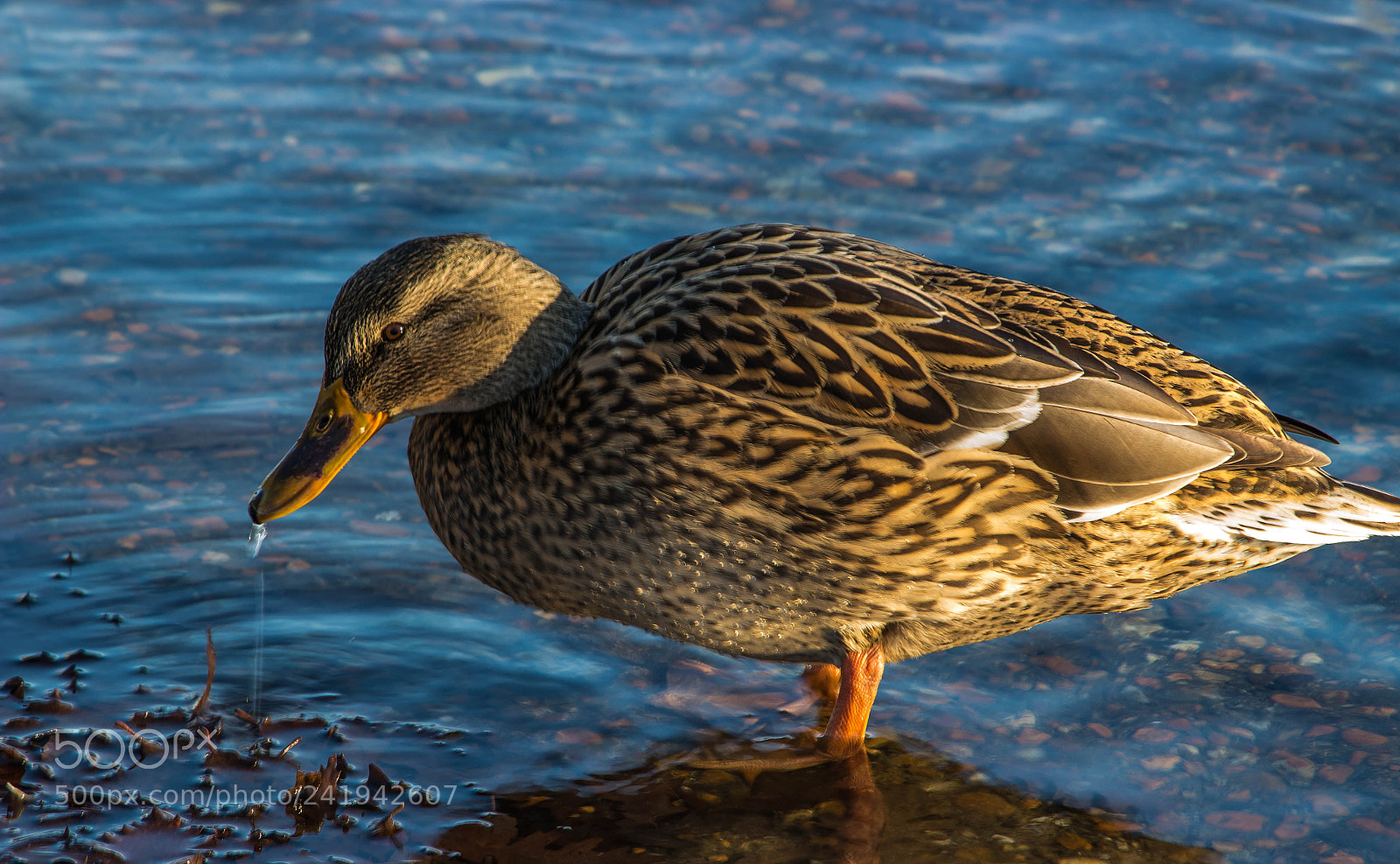 Canon EOS 100D (EOS Rebel SL1 / EOS Kiss X7) sample photo. Wet feet photography
