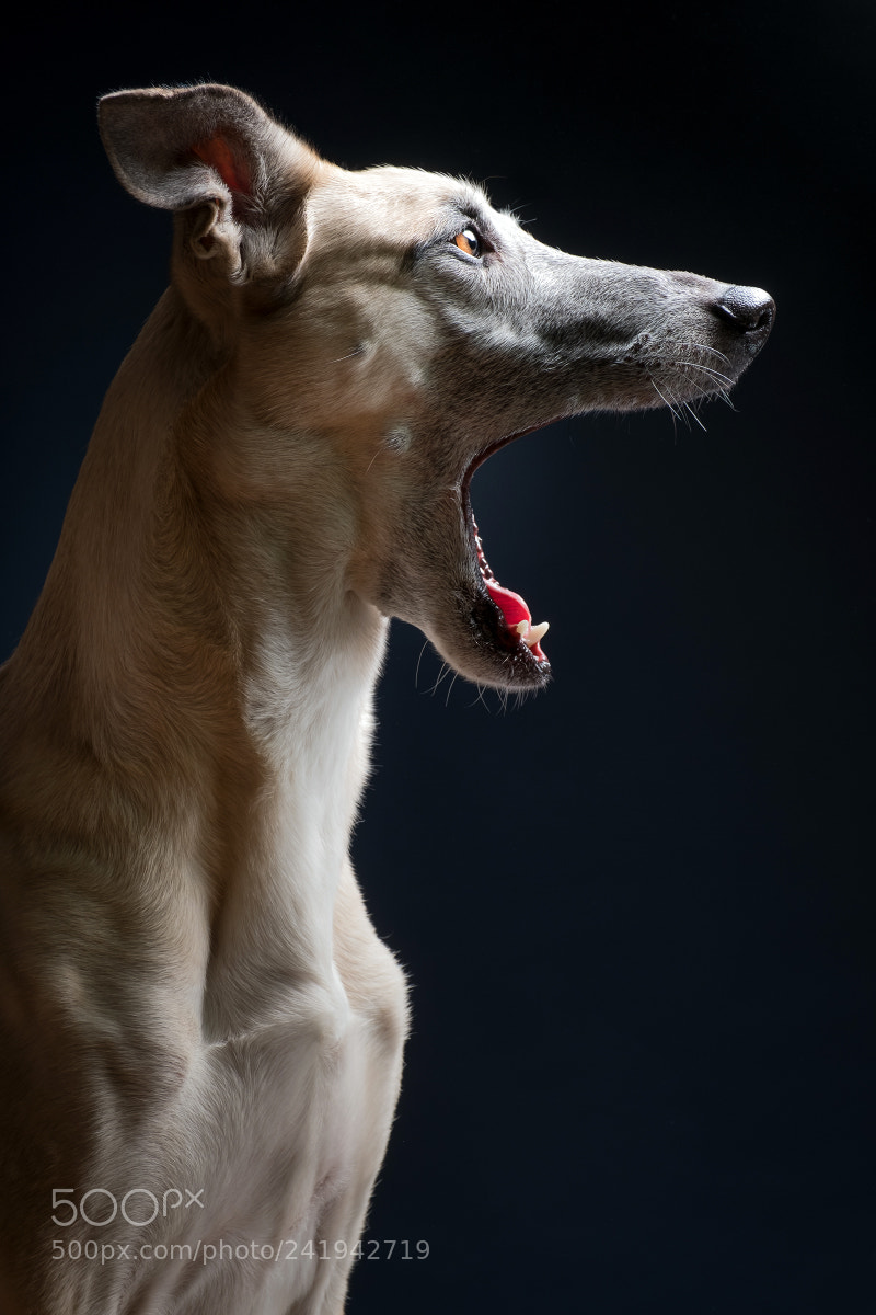 Fujifilm X-T2 sample photo. Outrageous! photography