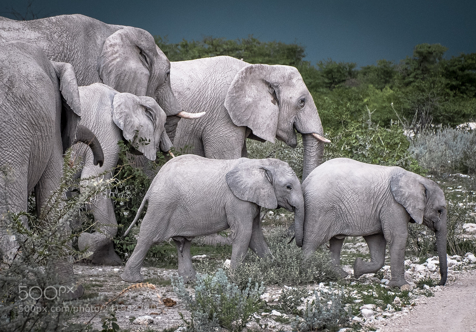 Fujifilm X-E1 sample photo. Etosha's elephants photography