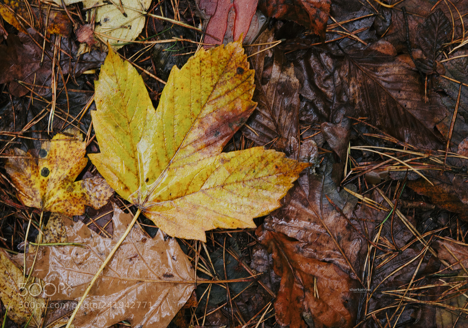 Panasonic Lumix DMC-G7 sample photo. Rainy day photography