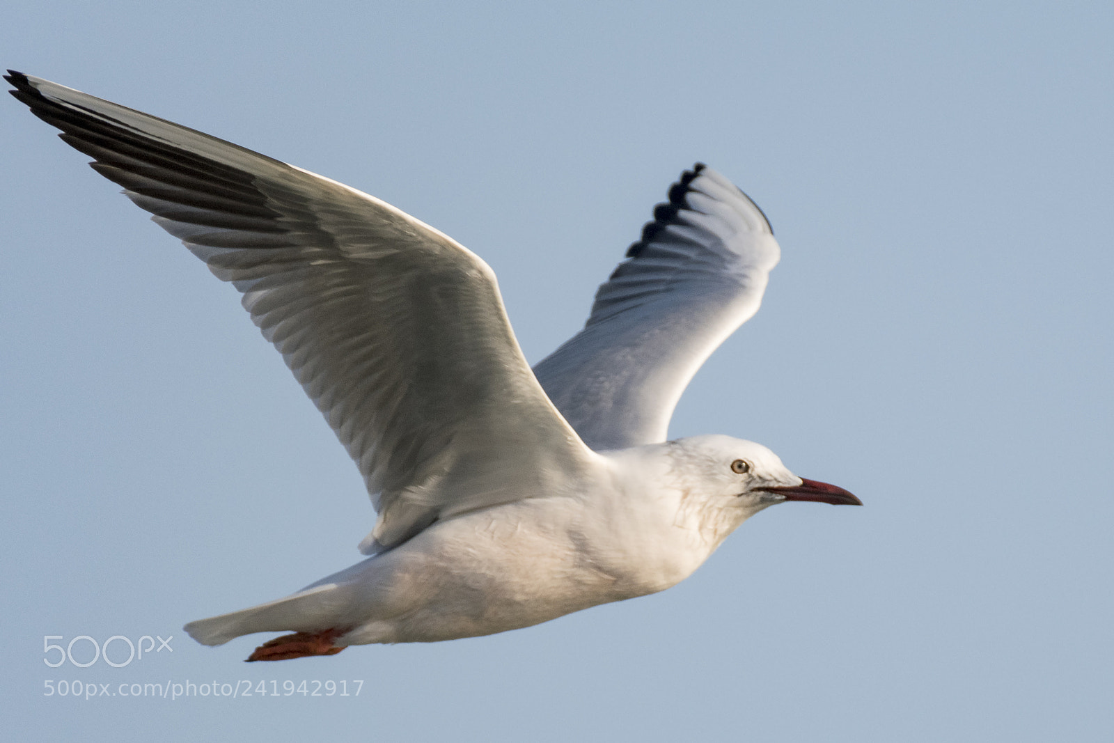 Nikon D500 sample photo. Gull photography