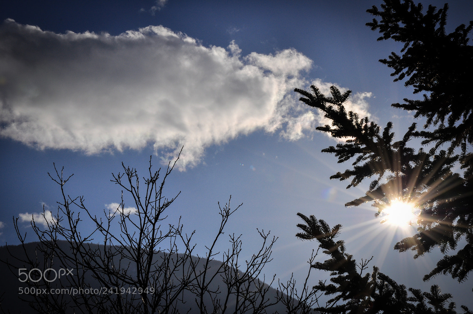 Nikon D90 sample photo. Sun and trees photography