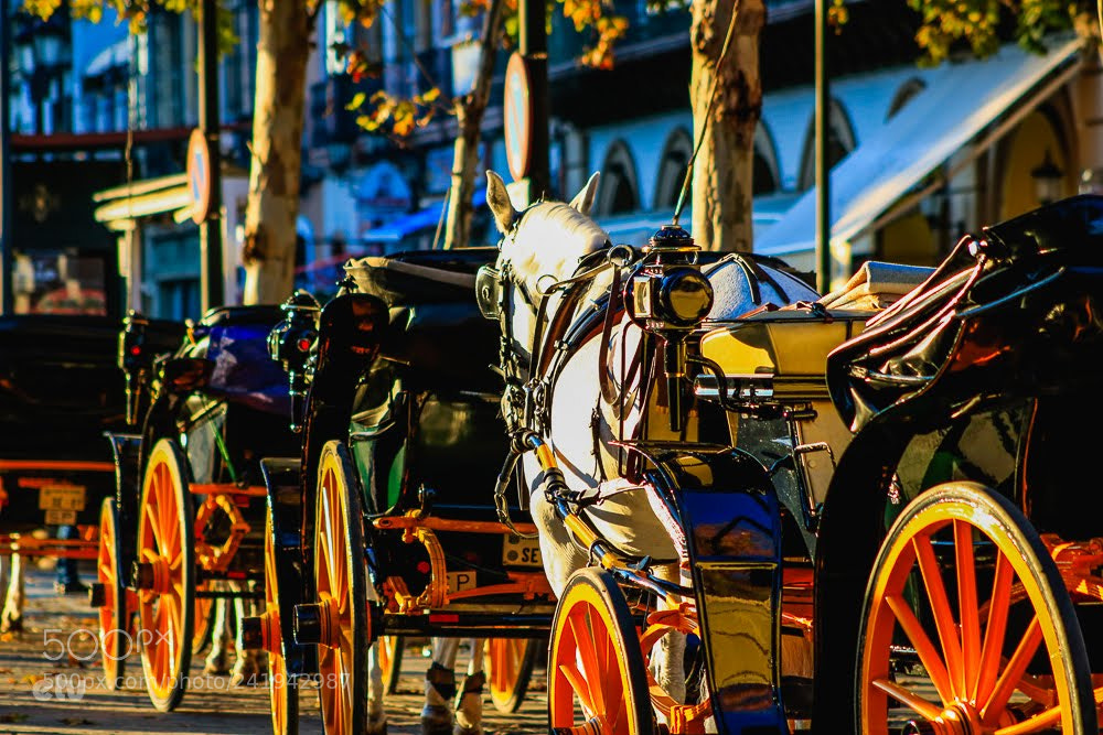 Canon EOS 750D (EOS Rebel T6i / EOS Kiss X8i) sample photo. Coches de caballos photography