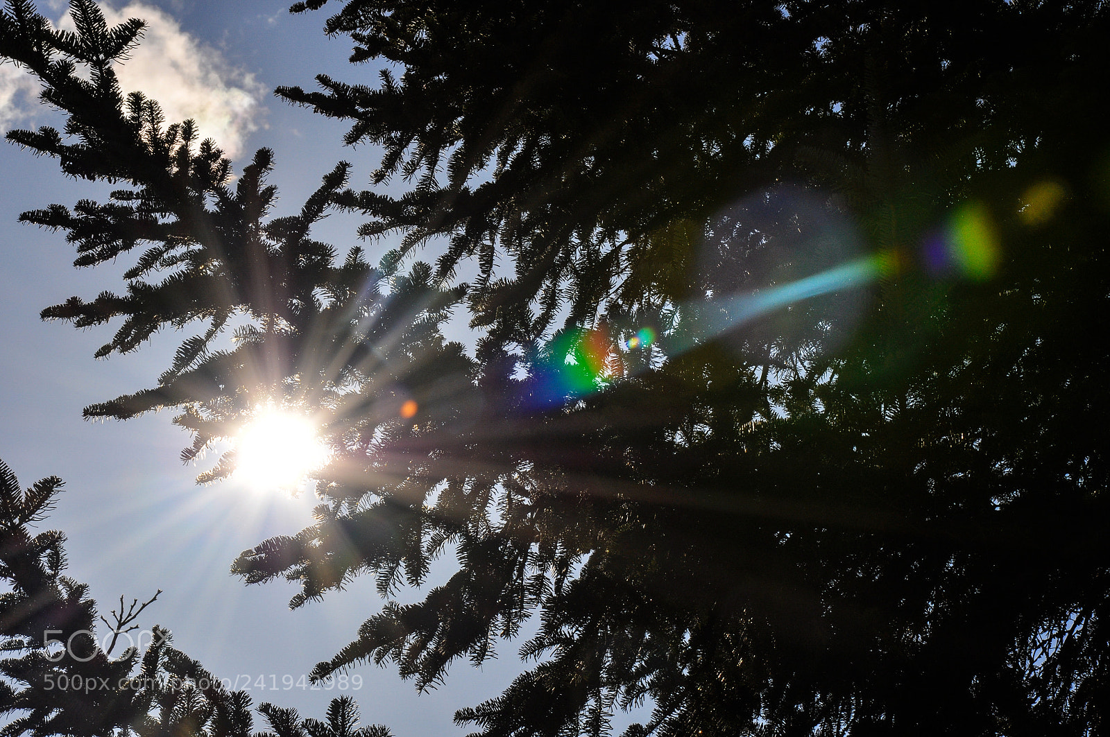 Nikon D90 sample photo. Sunshine photography