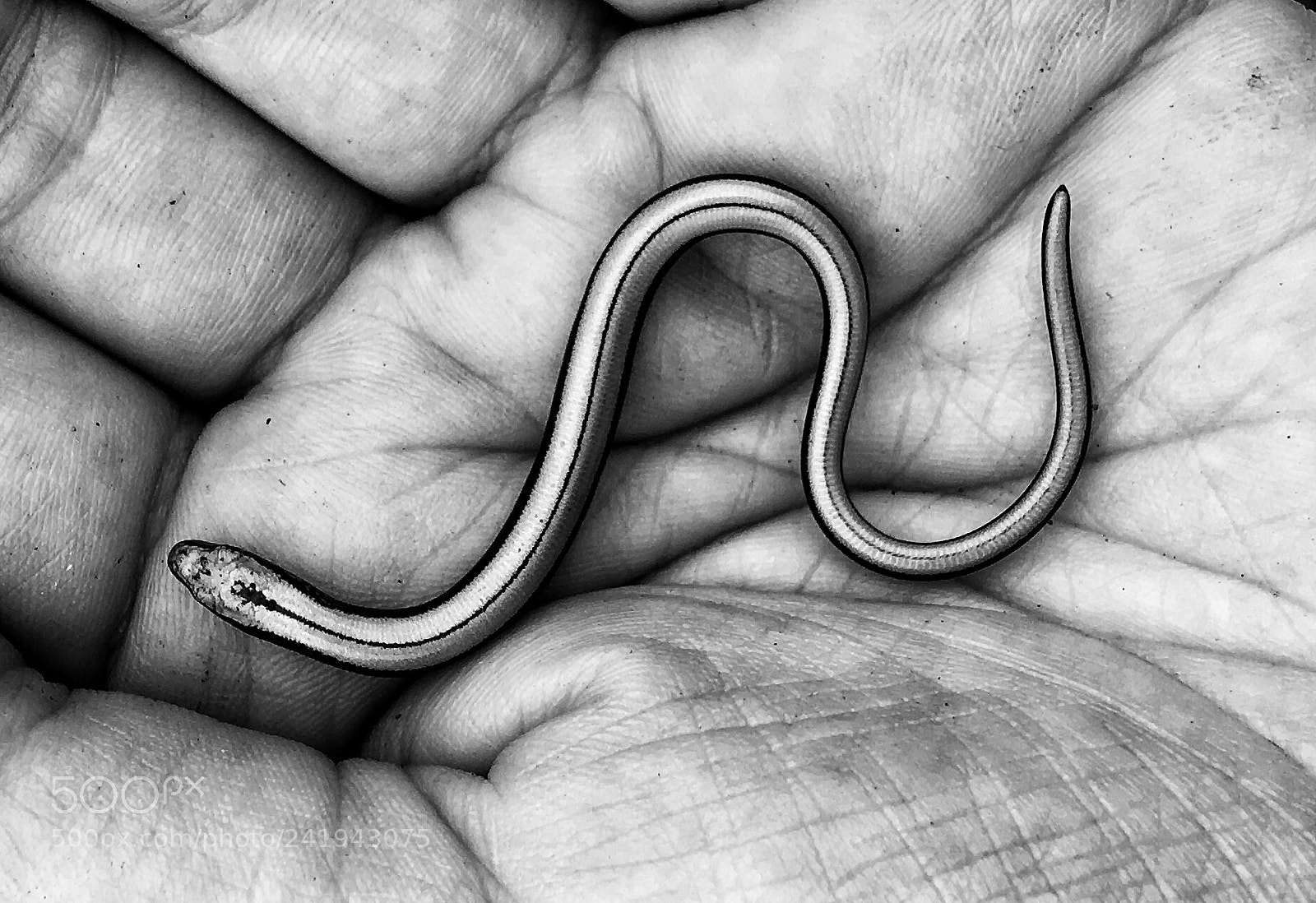 Apple iPhone 6s Plus sample photo. Neonatal slow worm caught photography