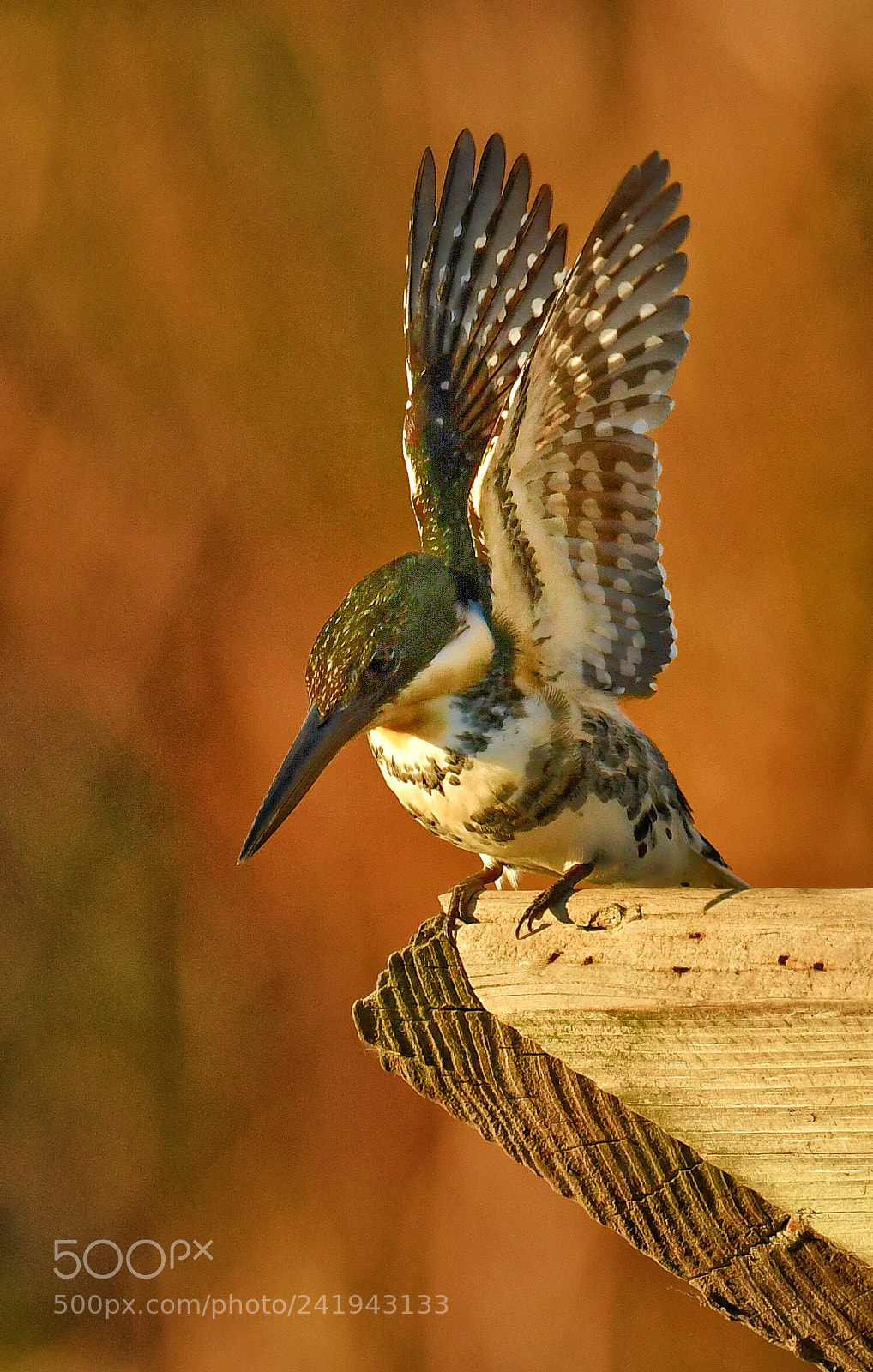 Nikon D500 sample photo. Green kingfisher photography