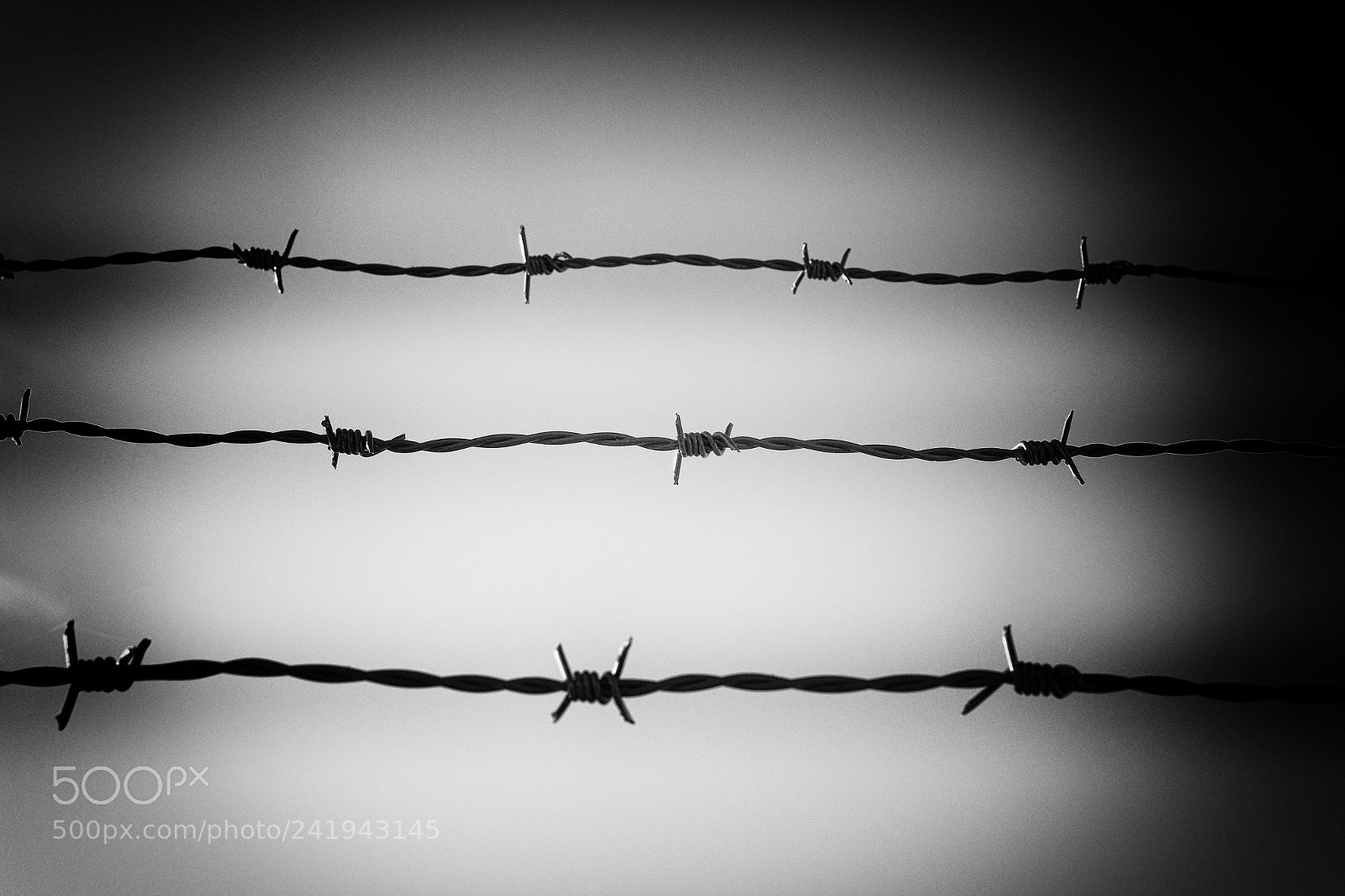 Nikon D7500 sample photo. Wire photography