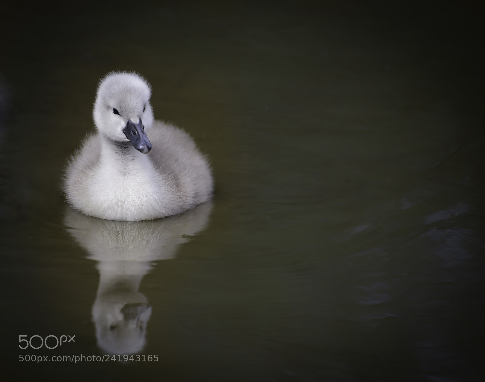 Nikon D800 sample photo. Baby swan photography