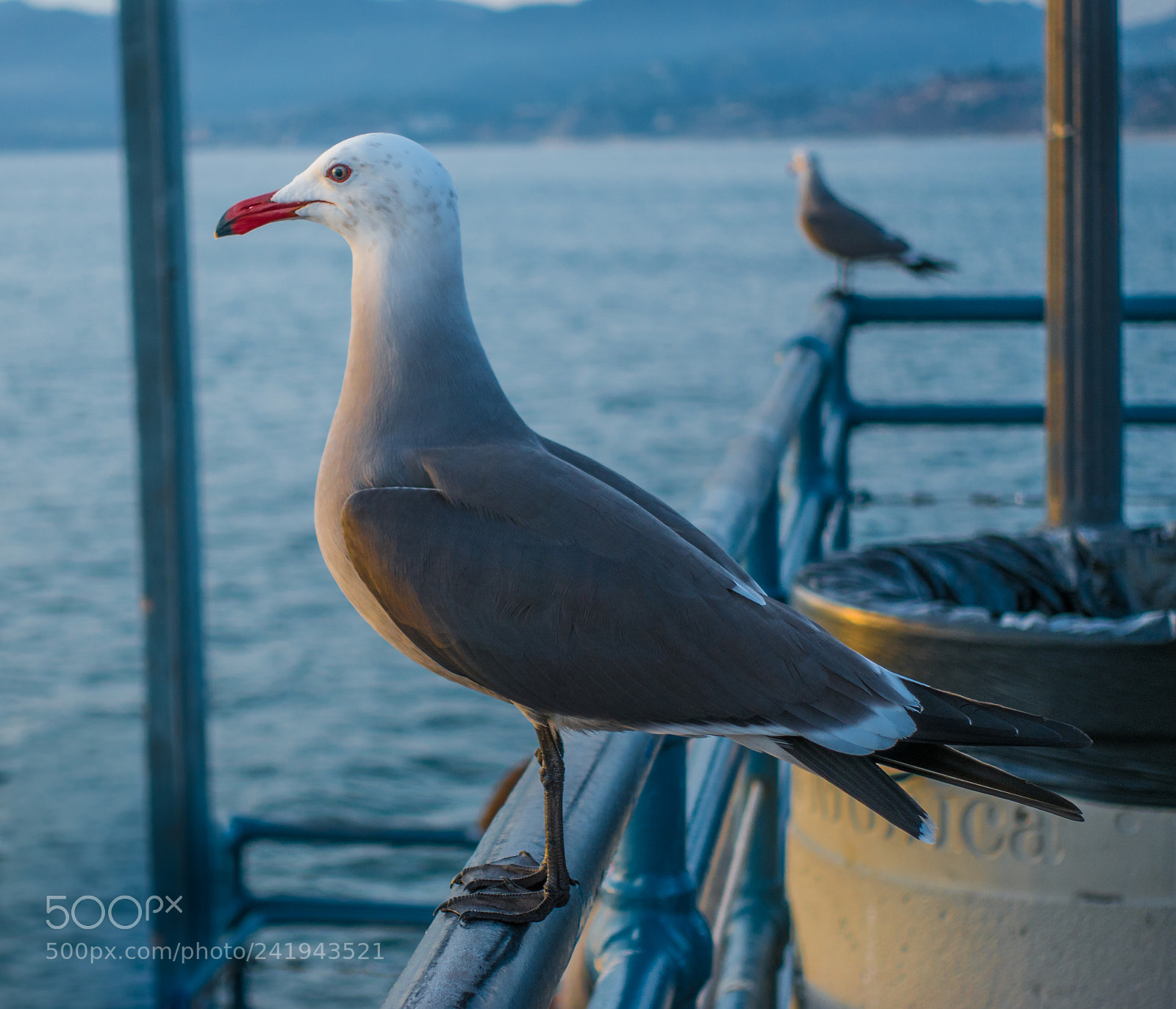 Sony DSC-RX100M5 sample photo. Seagull photography