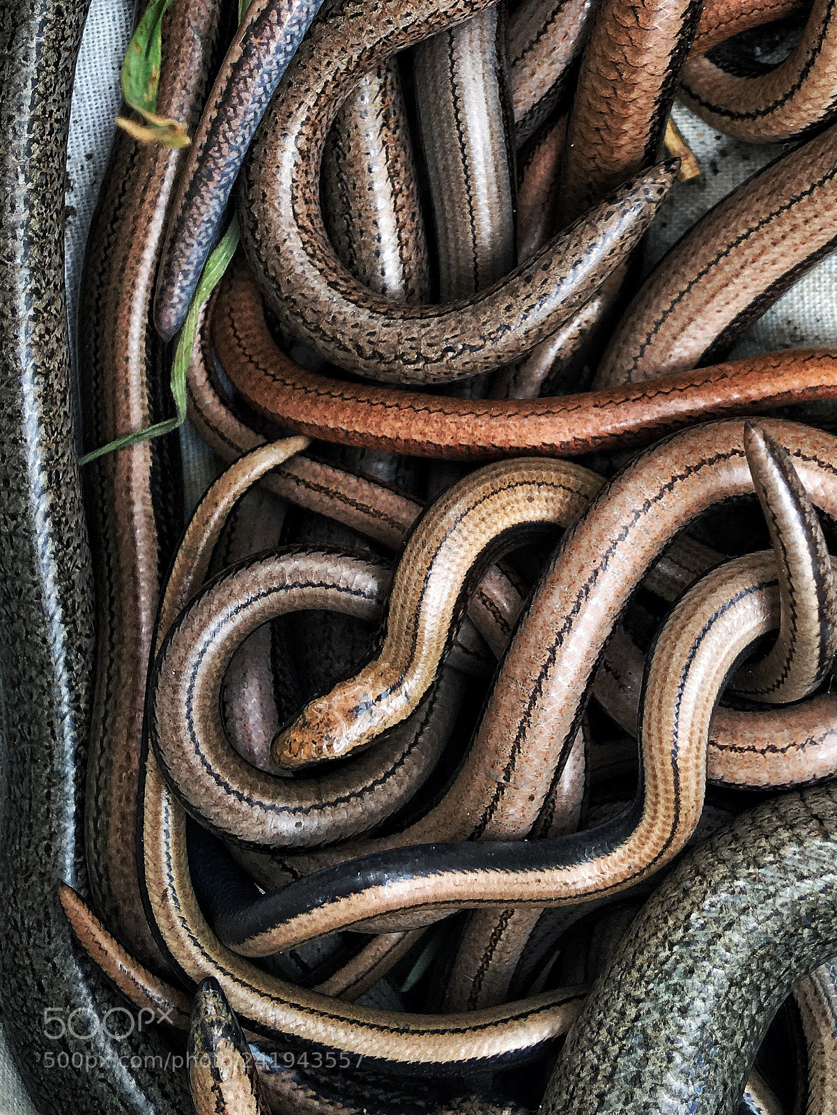 Apple iPhone 6s Plus sample photo. Slow worms. photography