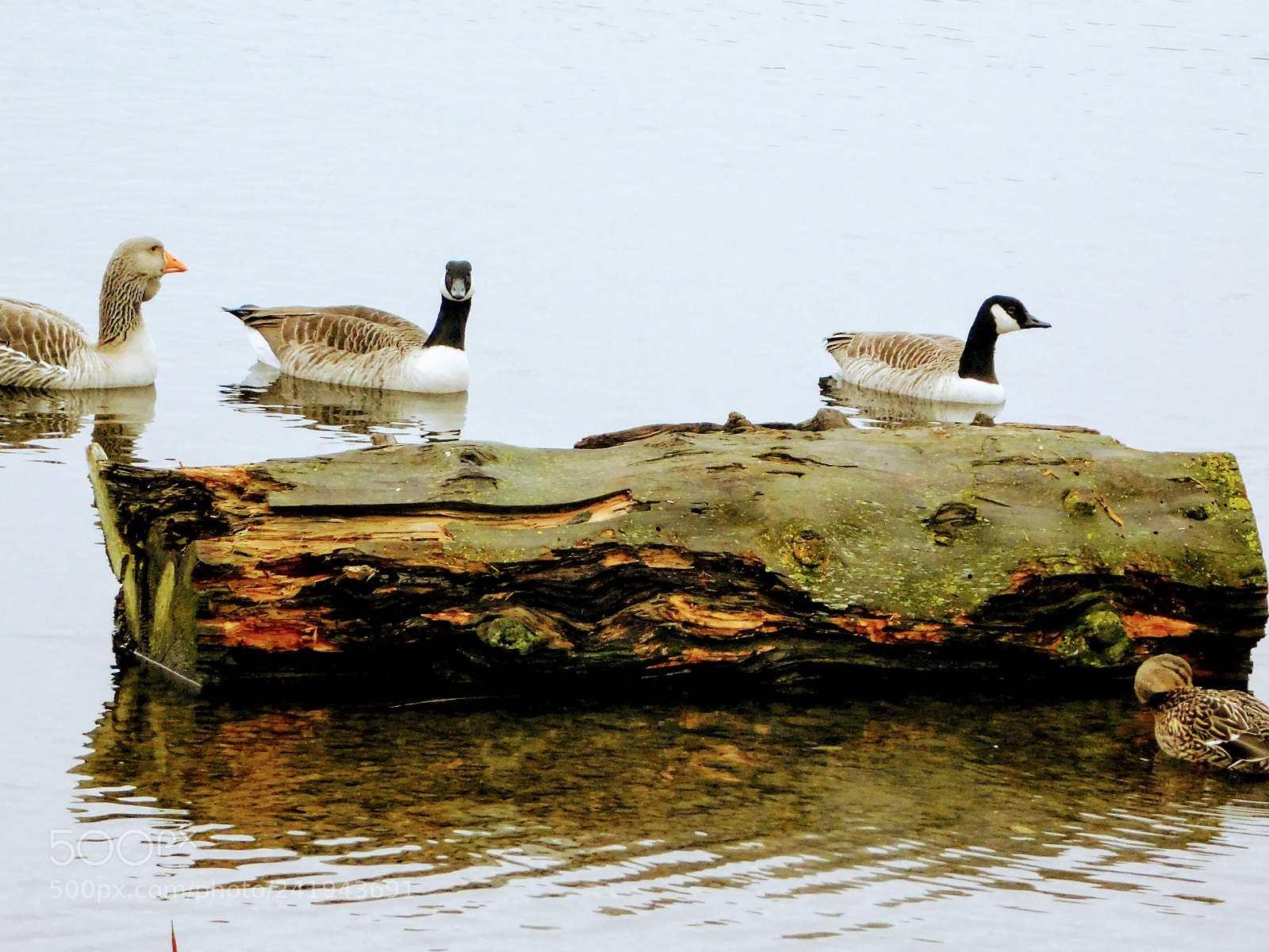 Nikon Coolpix B500 sample photo. Birds swimming photography