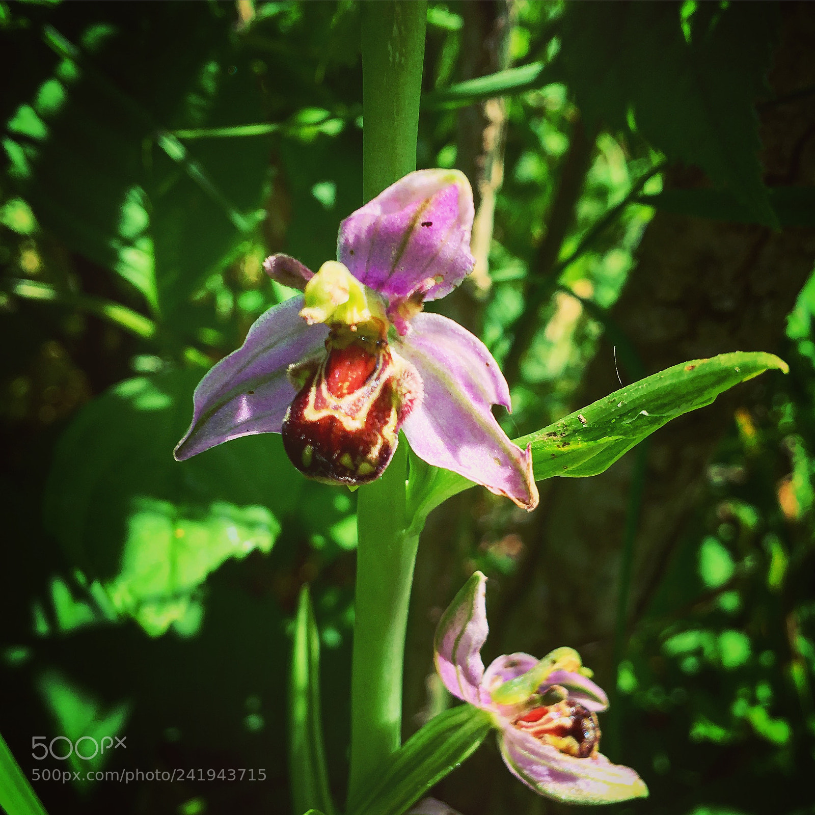 Apple iPhone 6s Plus sample photo. Bee orchid photography