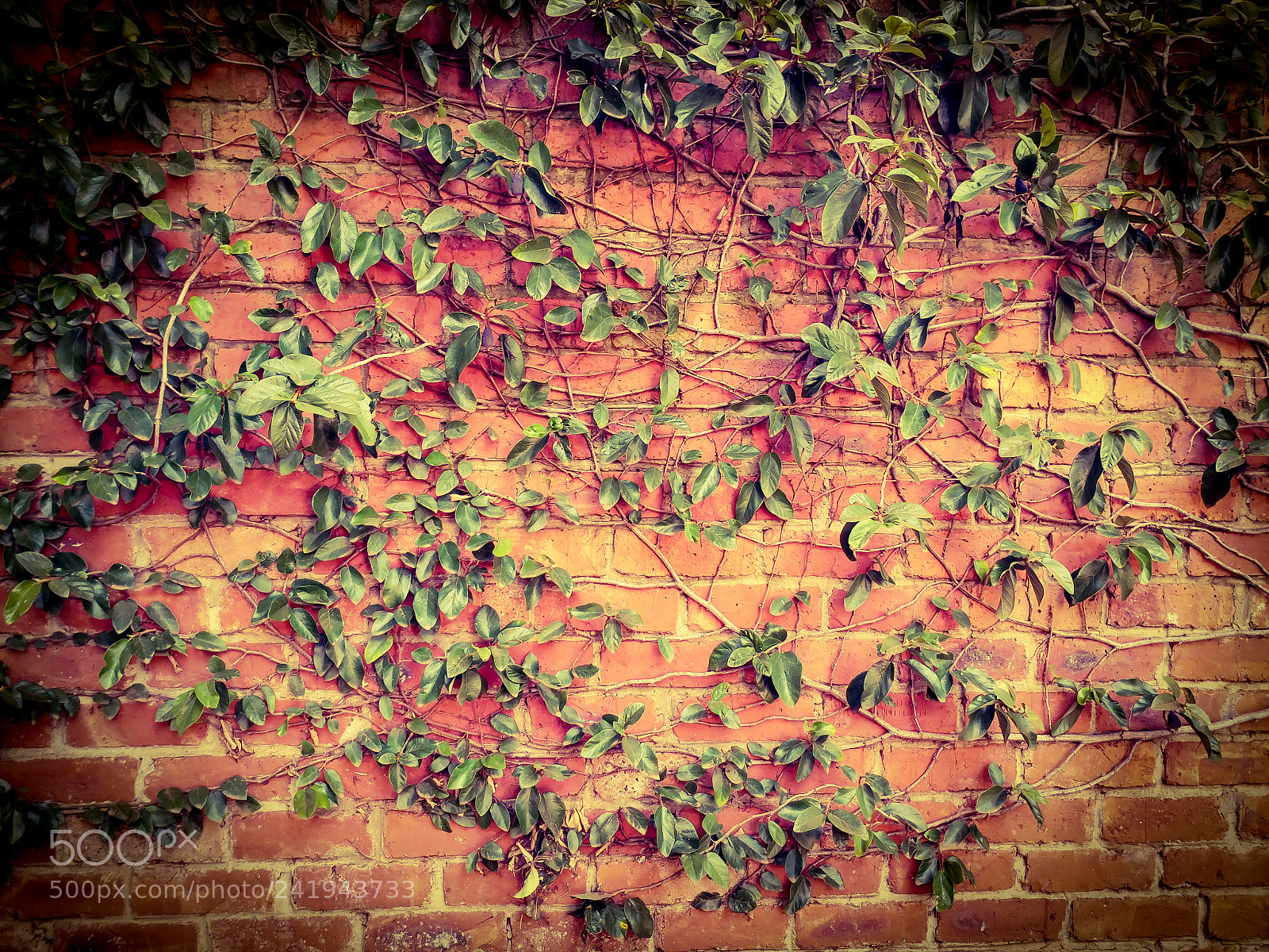 LG V20 sample photo. Wall photography
