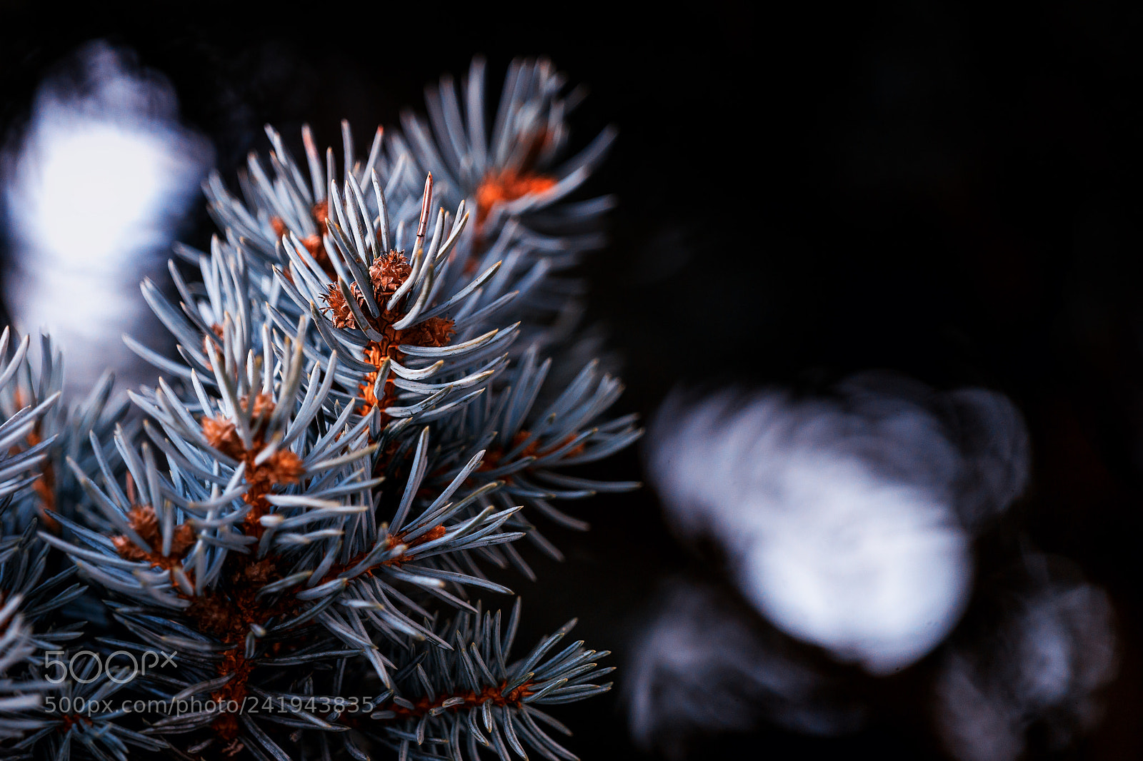 Sony SLT-A99V sample photo. Winter without snow photography