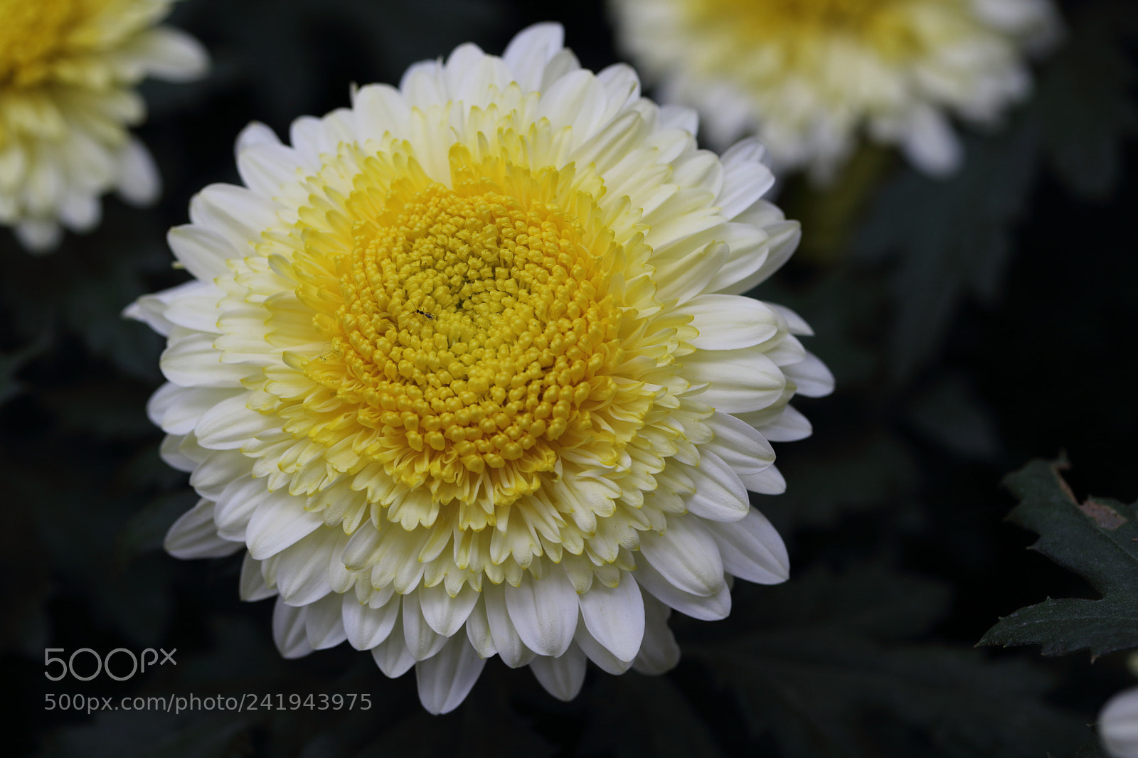 Canon EF-S 60mm F2.8 Macro USM sample photo. Yellow and white buttons photography