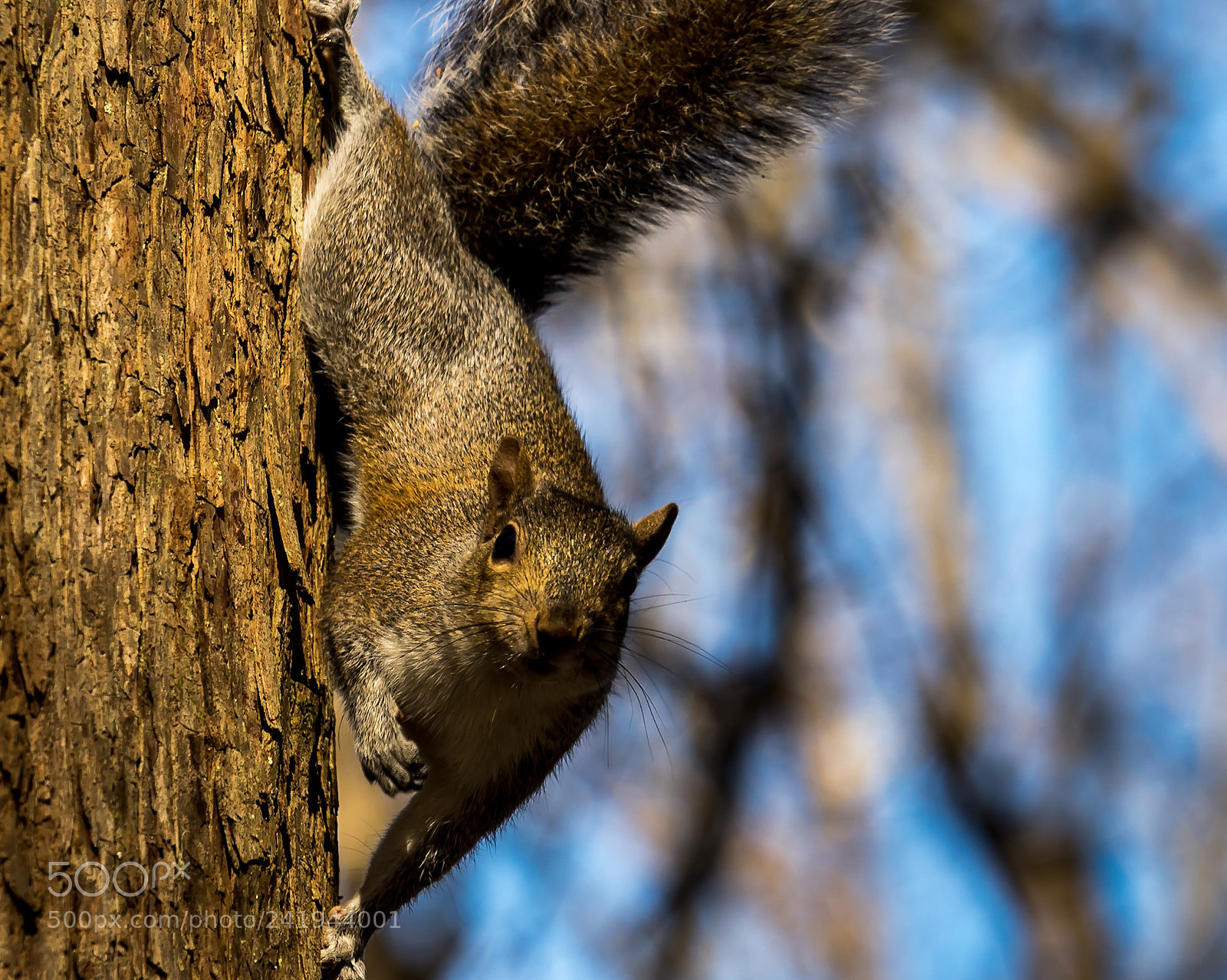 Nikon D5500 sample photo. Congaree national park photography