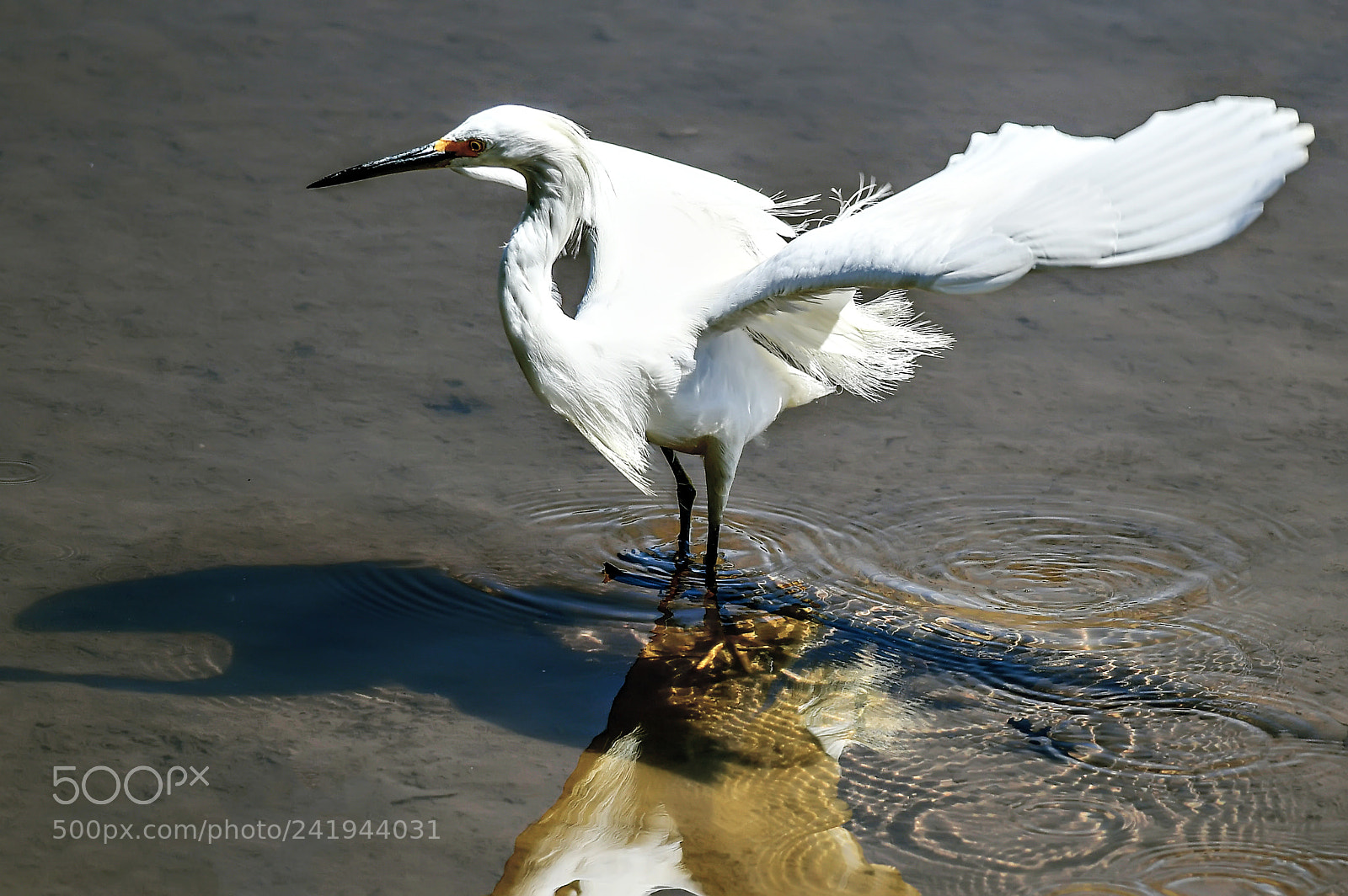 Nikon D500 sample photo. The reflection and the photography