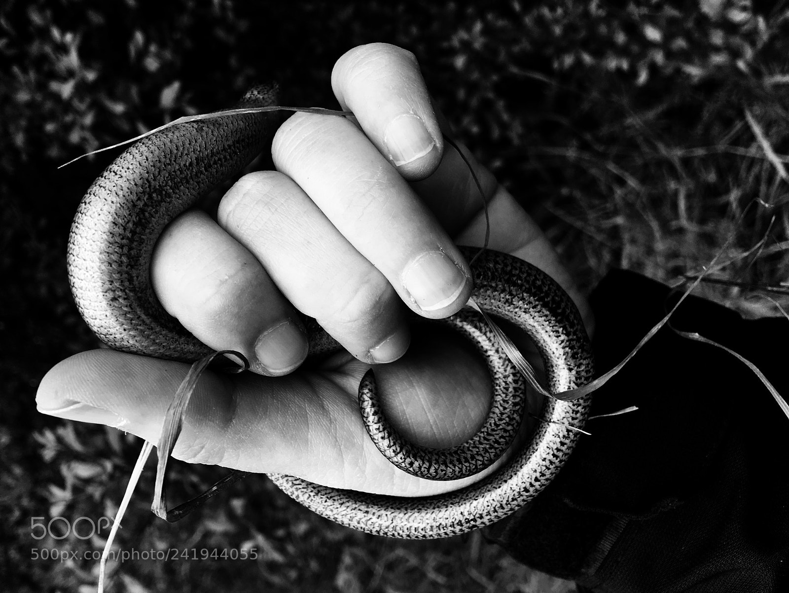 Apple iPhone 6s Plus sample photo. Slow worm found during photography