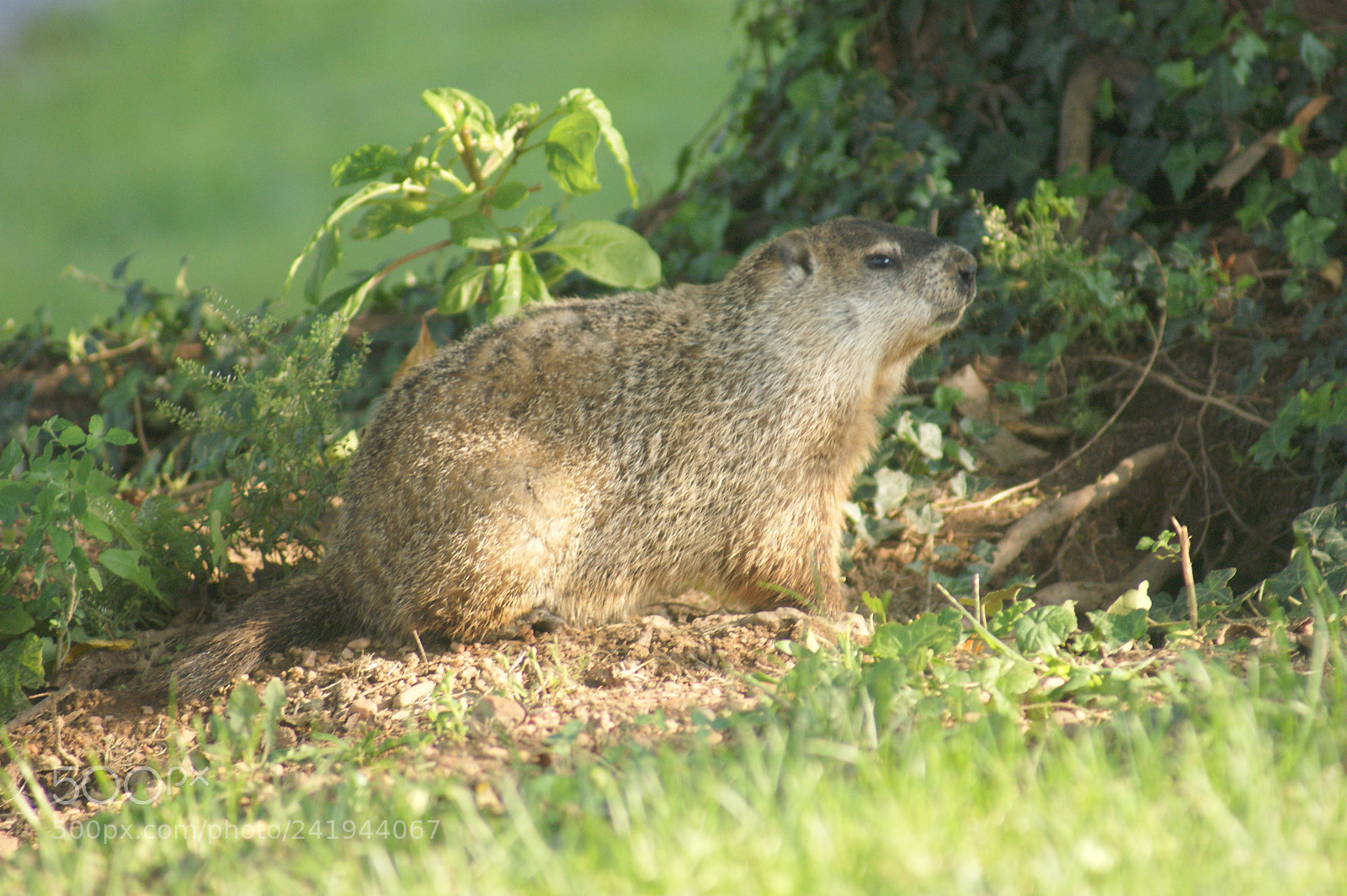 Sony Alpha DSLR-A350 sample photo. Groundhog photography