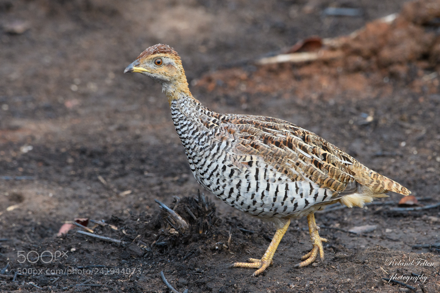 Nikon D500 sample photo. Coqui francolin photography