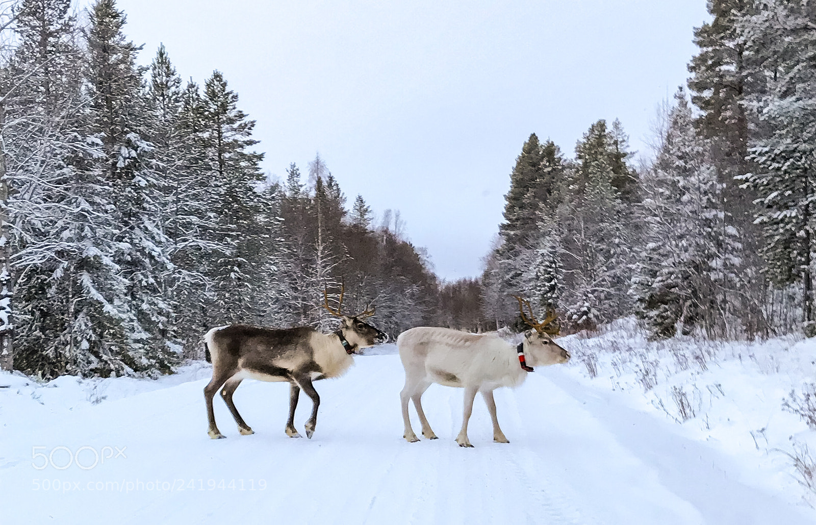 Apple iPhone 7 sample photo. Reindeers on the road photography