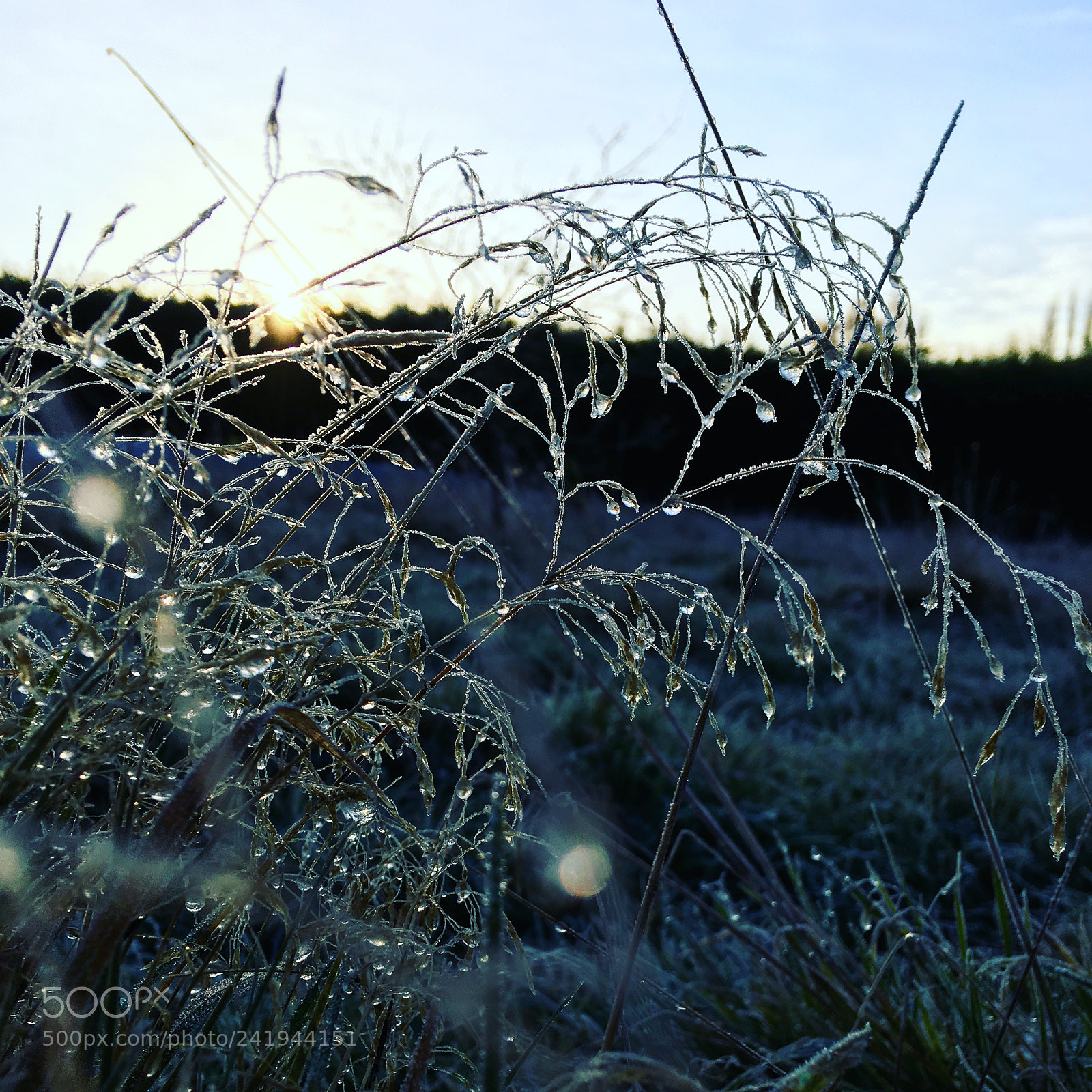 Apple iPhone 6s Plus sample photo. Frost morning photography