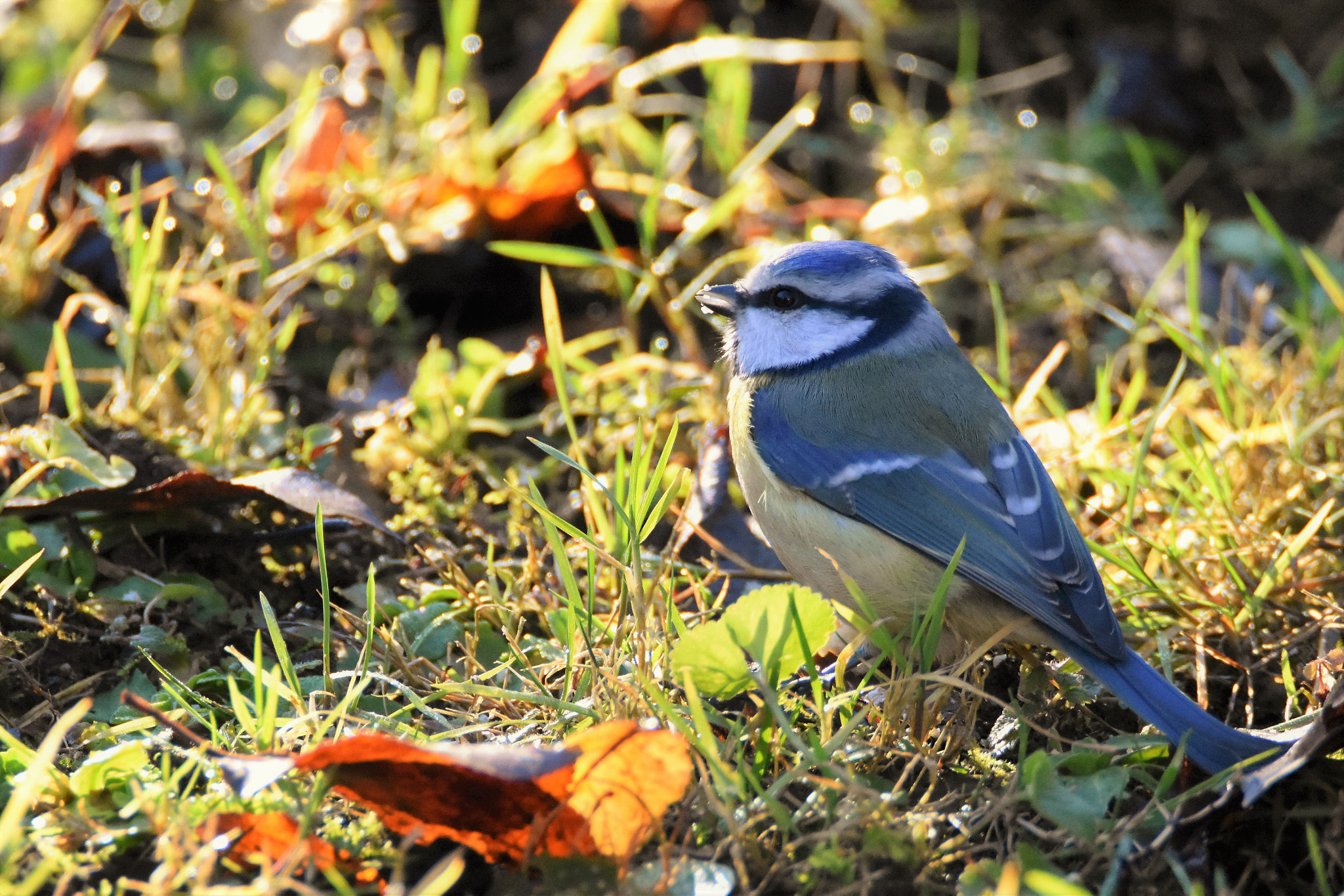 Nikon D7200 sample photo. Looking for food photography